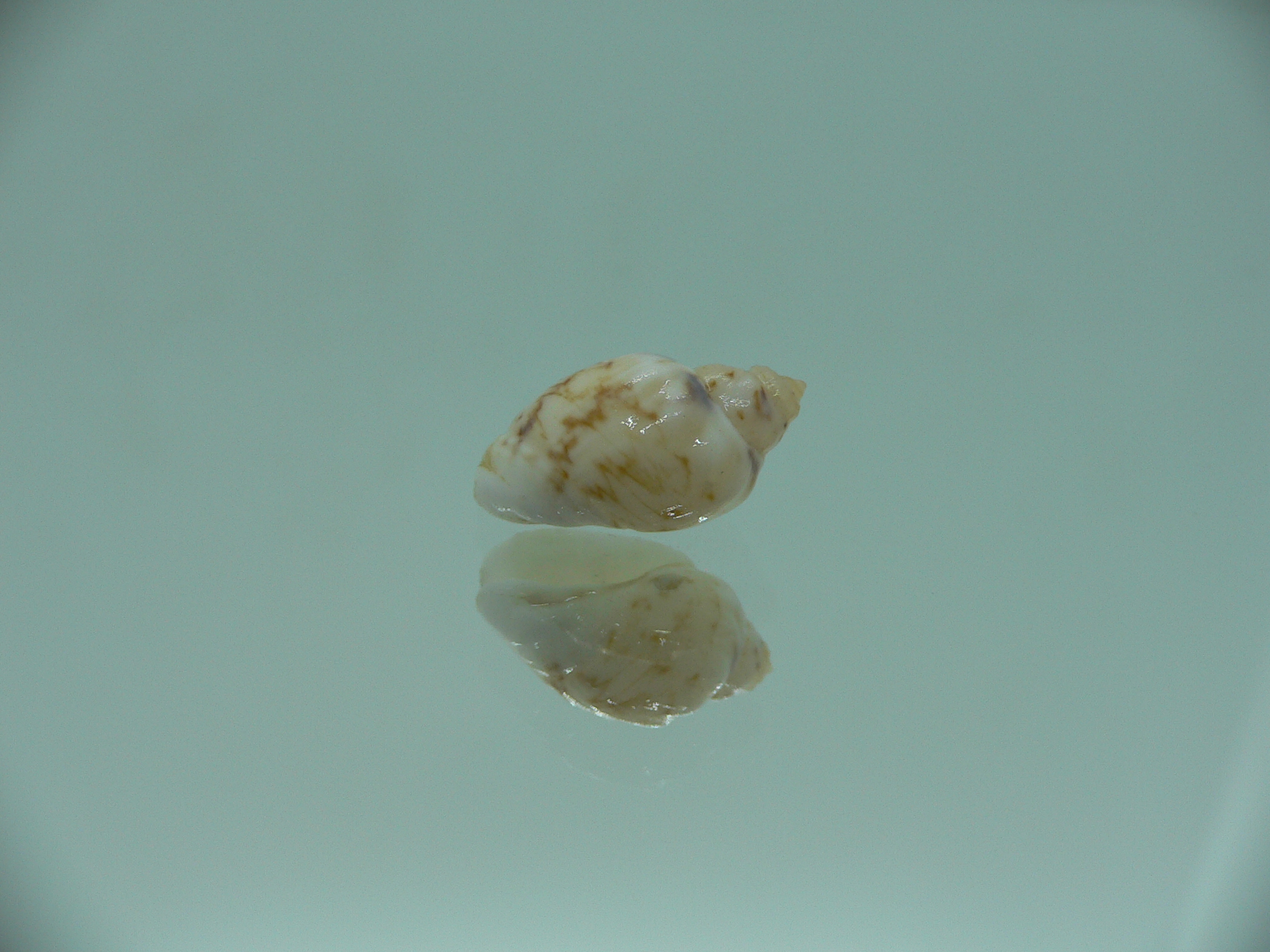 Nassodonta dorri (Oligohalinophila dorri) COLOR & BIG