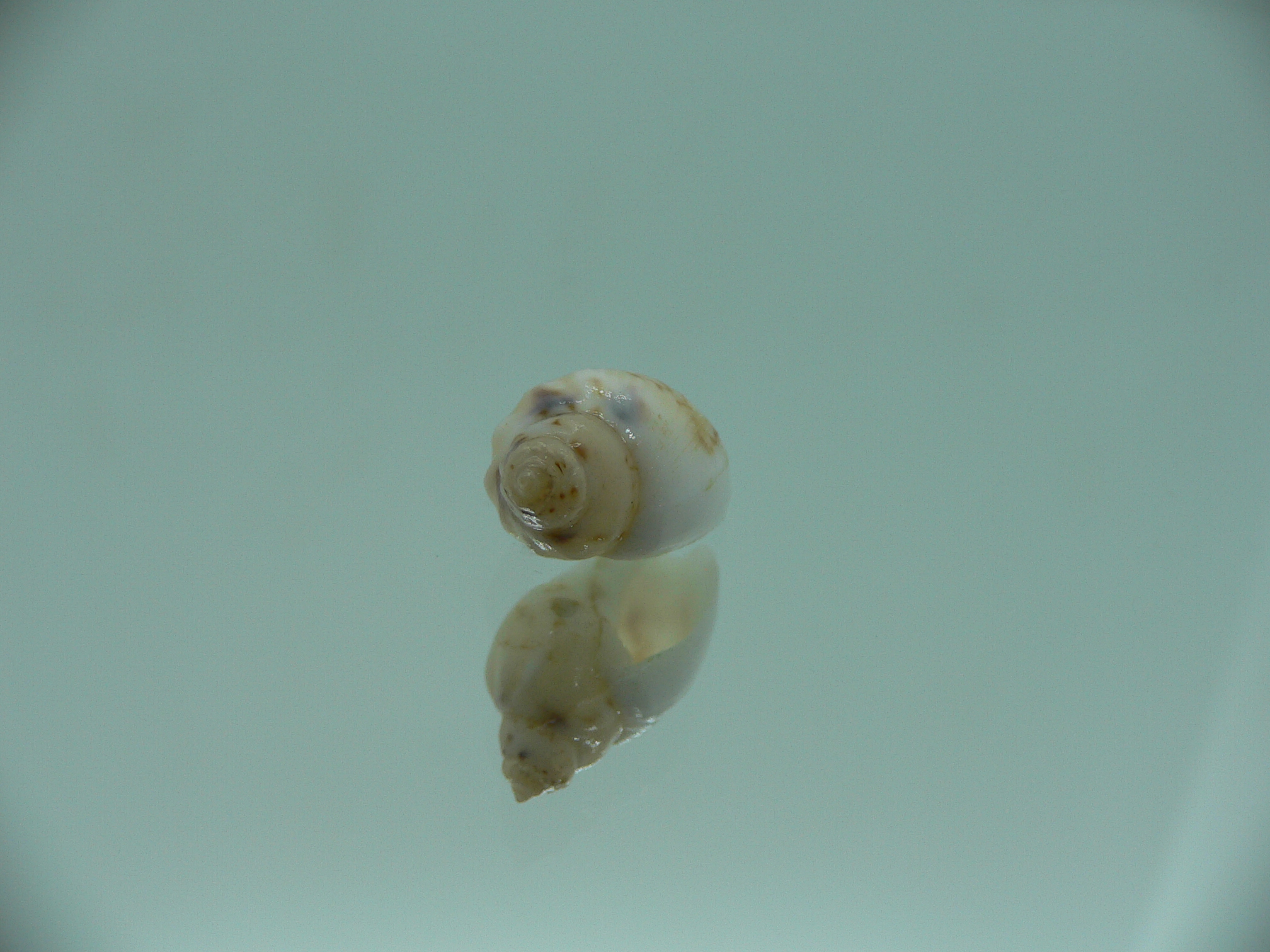 Nassodonta dorri (Oligohalinophila dorri) COLOR & BIG