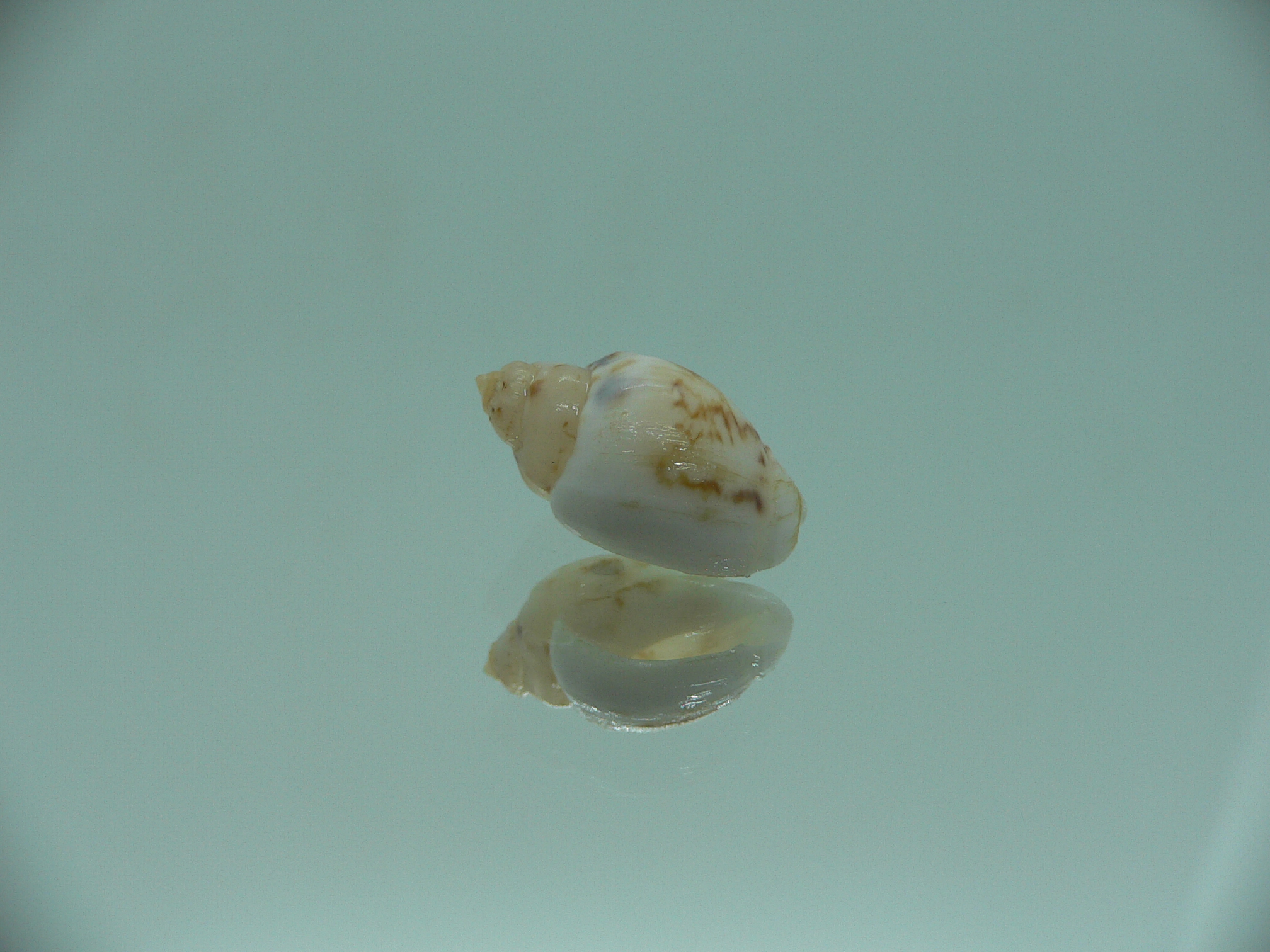 Nassodonta dorri (Oligohalinophila dorri) COLOR & BIG