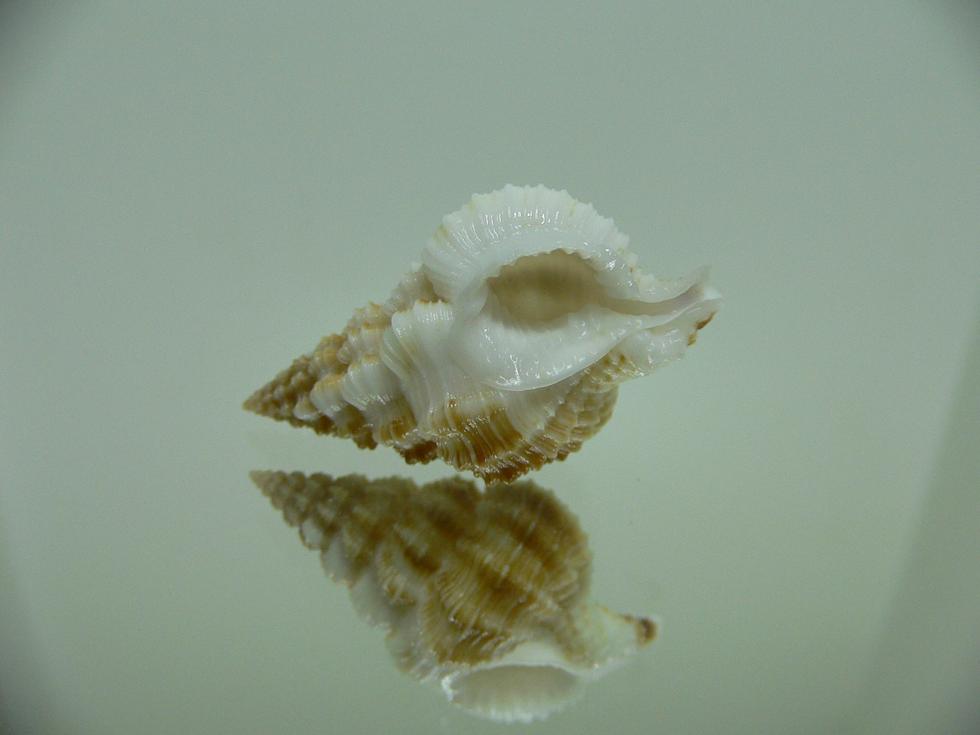 Nassaria bitubercularis IDEAL