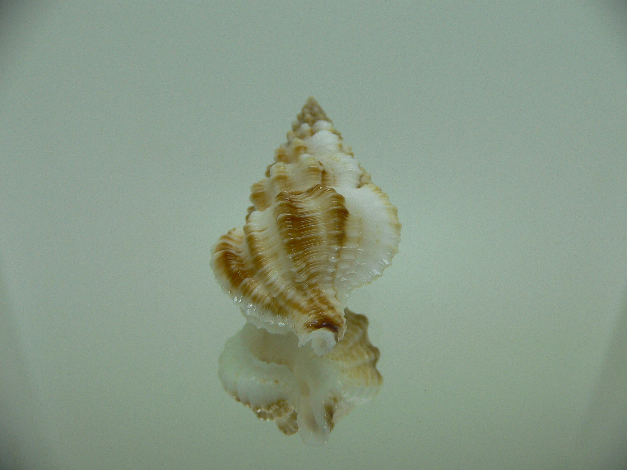 Nassaria bitubercularis IDEAL