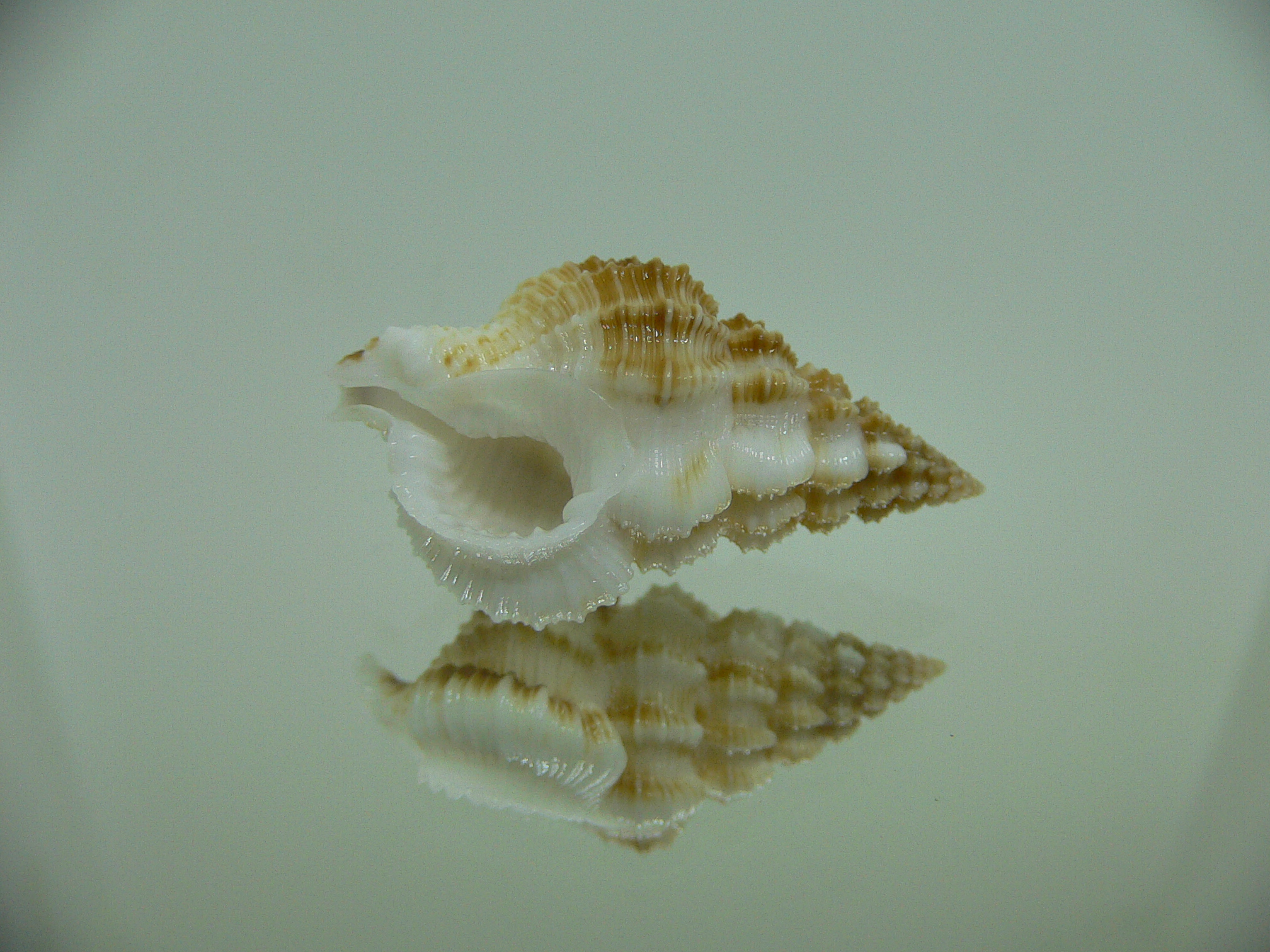 Nassaria bitubercularis IDEAL