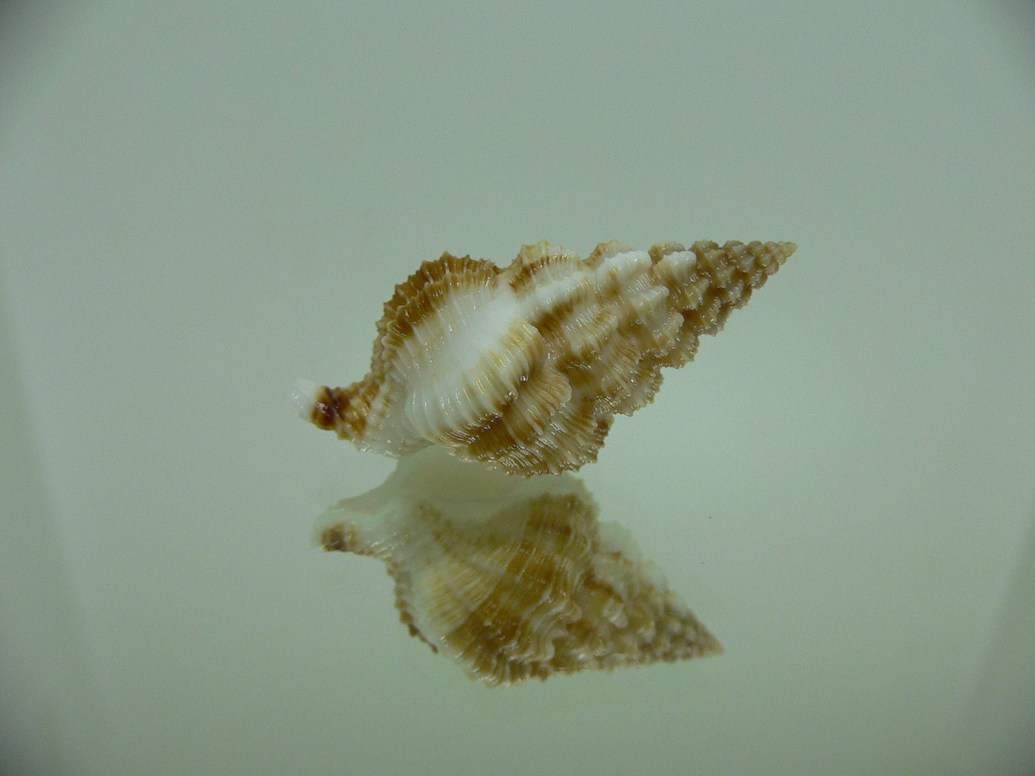 Nassaria bitubercularis IDEAL