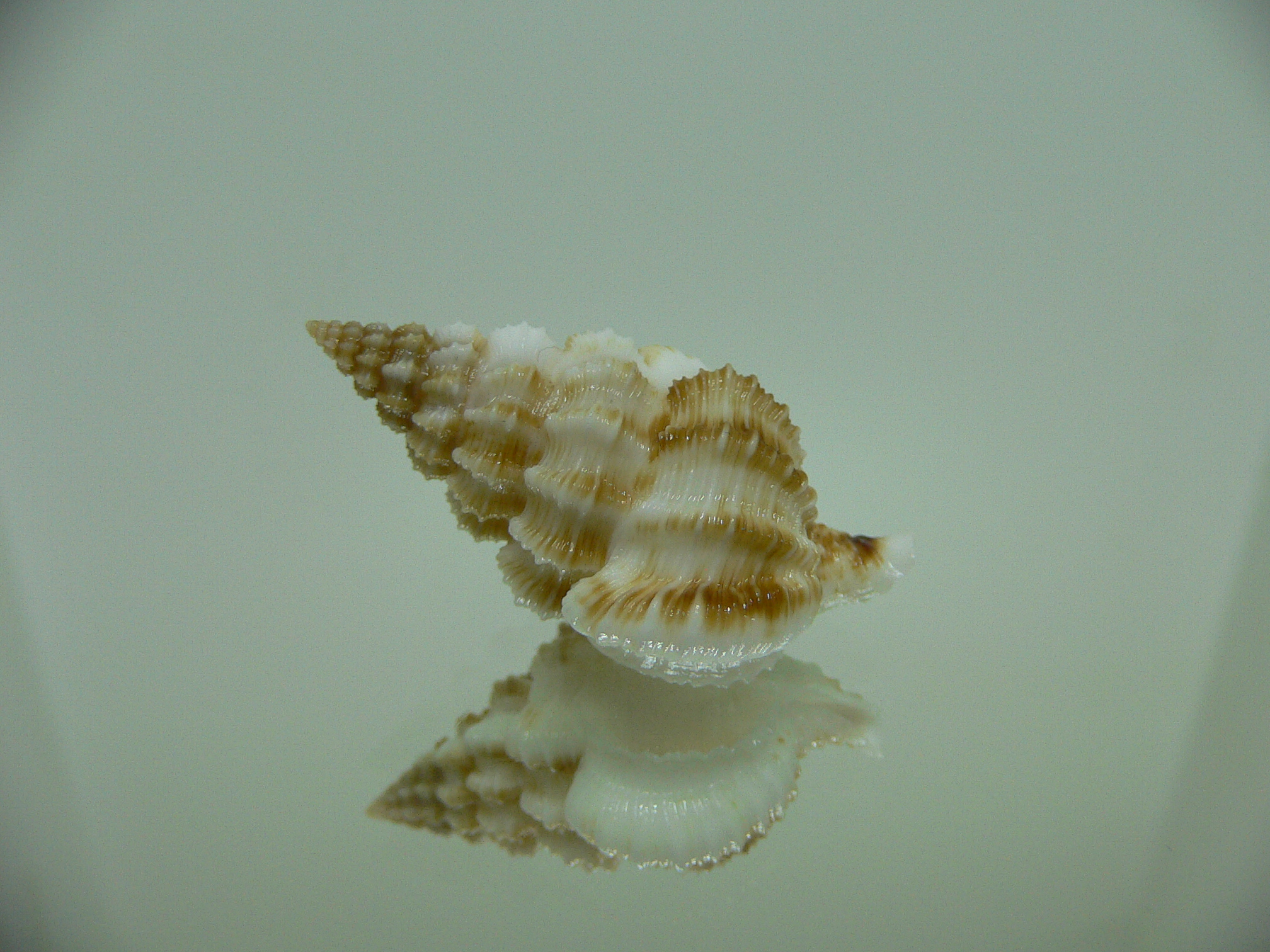 Nassaria bitubercularis IDEAL