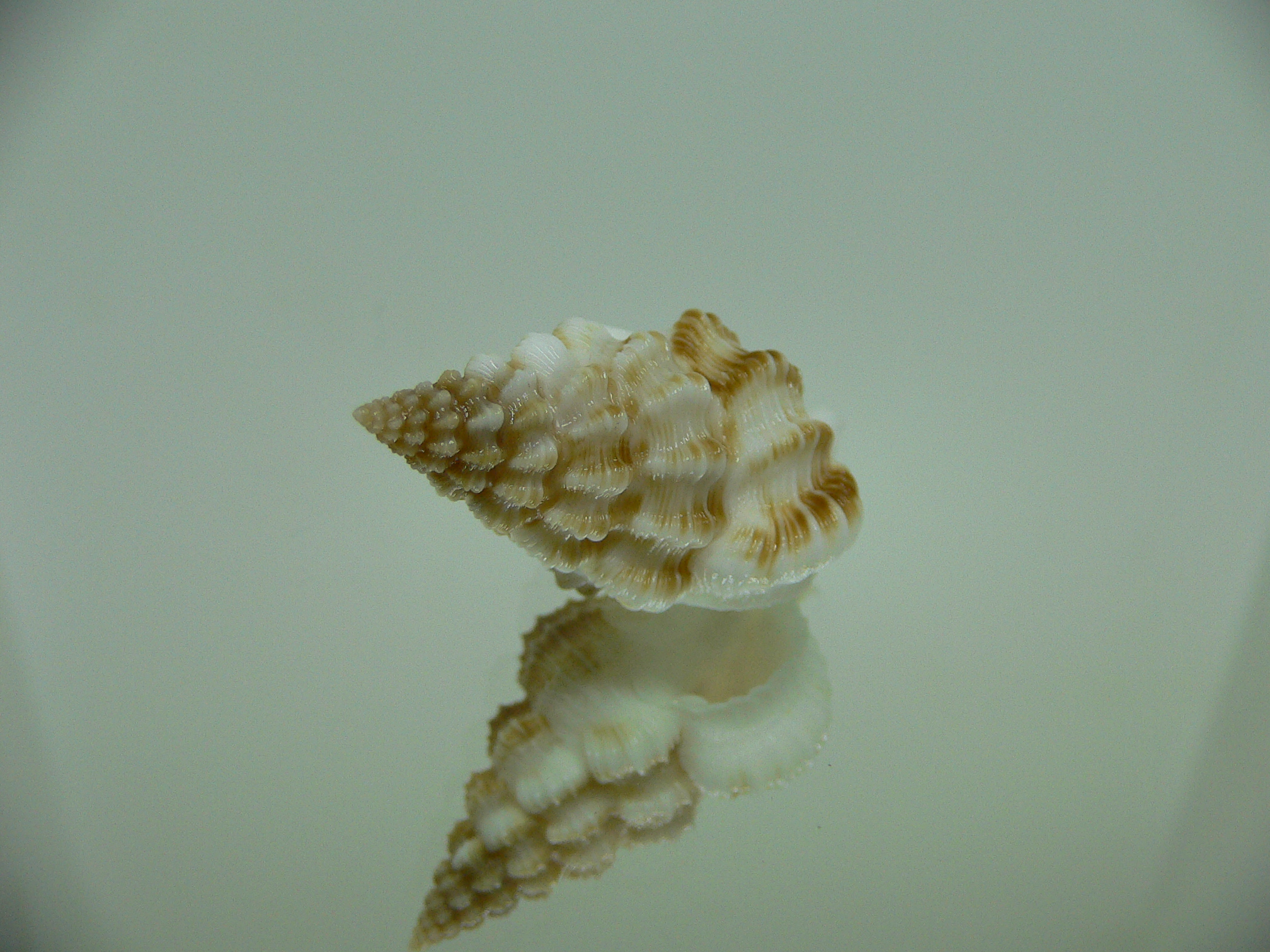 Nassaria bitubercularis IDEAL