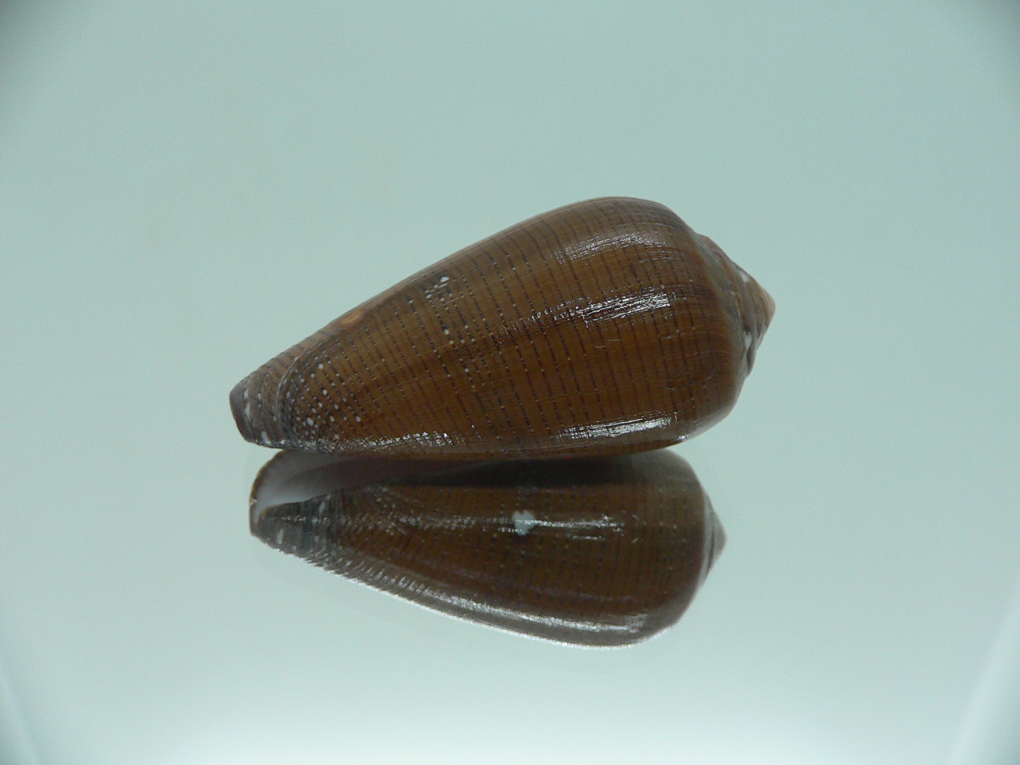 Conus pennaceus vezoi (var.) DARK
