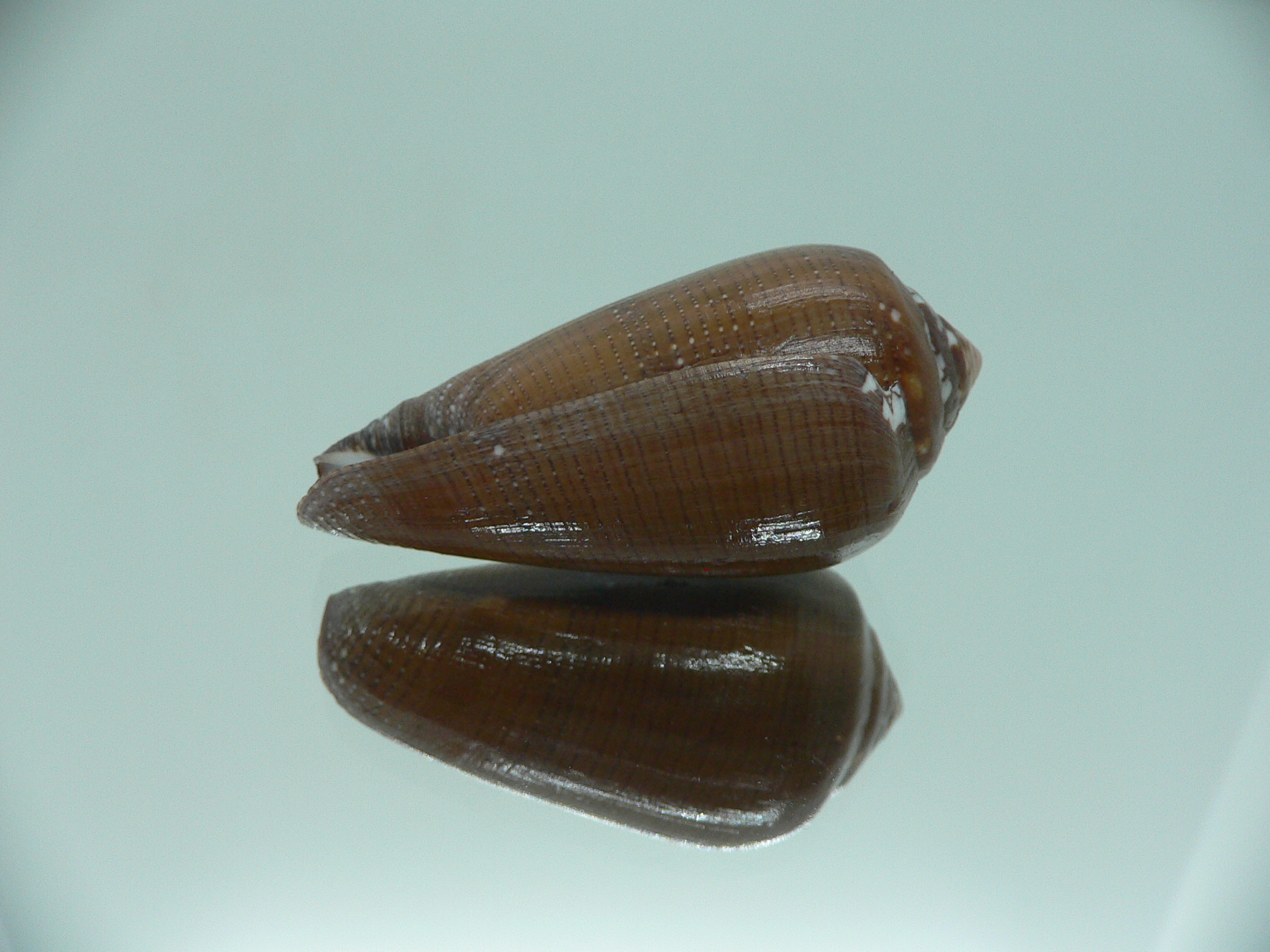 Conus pennaceus vezoi (var.) DARK