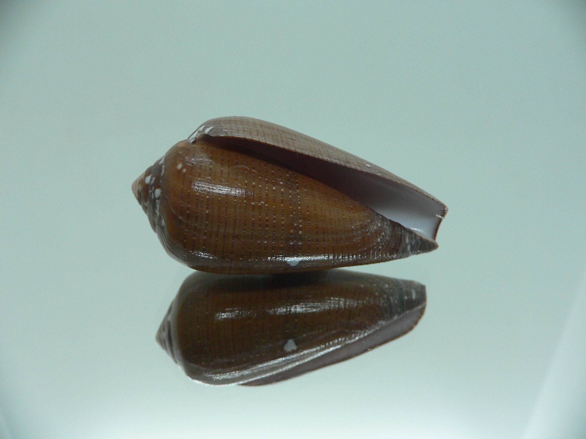 Conus pennaceus vezoi (var.) DARK