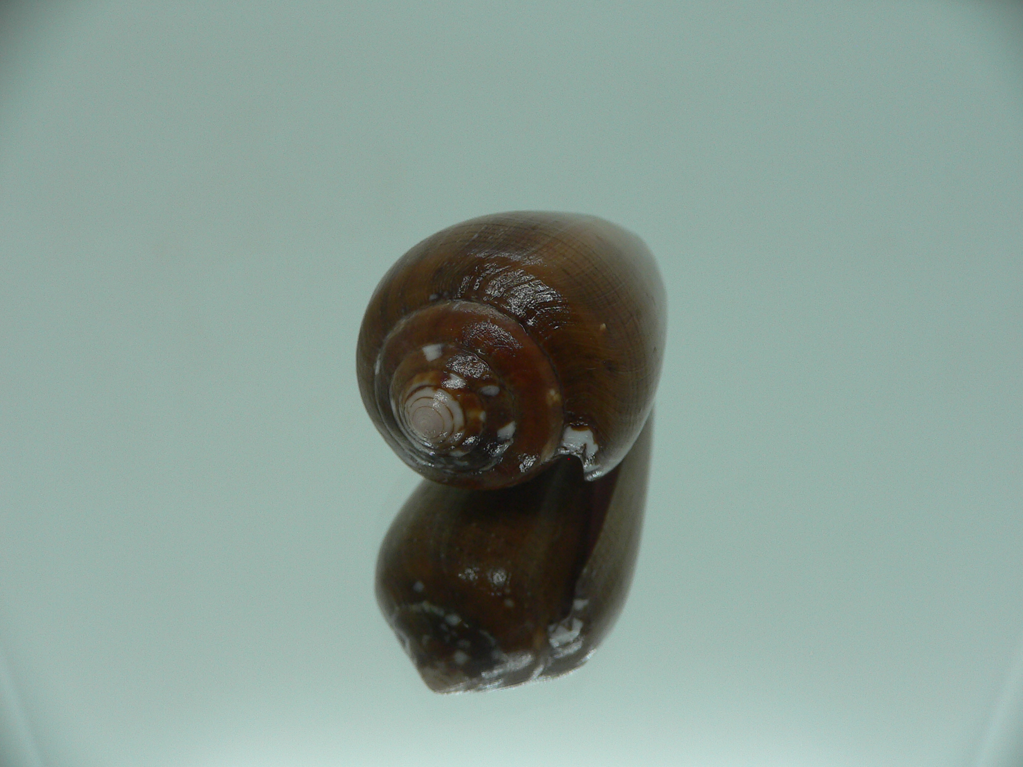 Conus pennaceus vezoi (var.) DARK