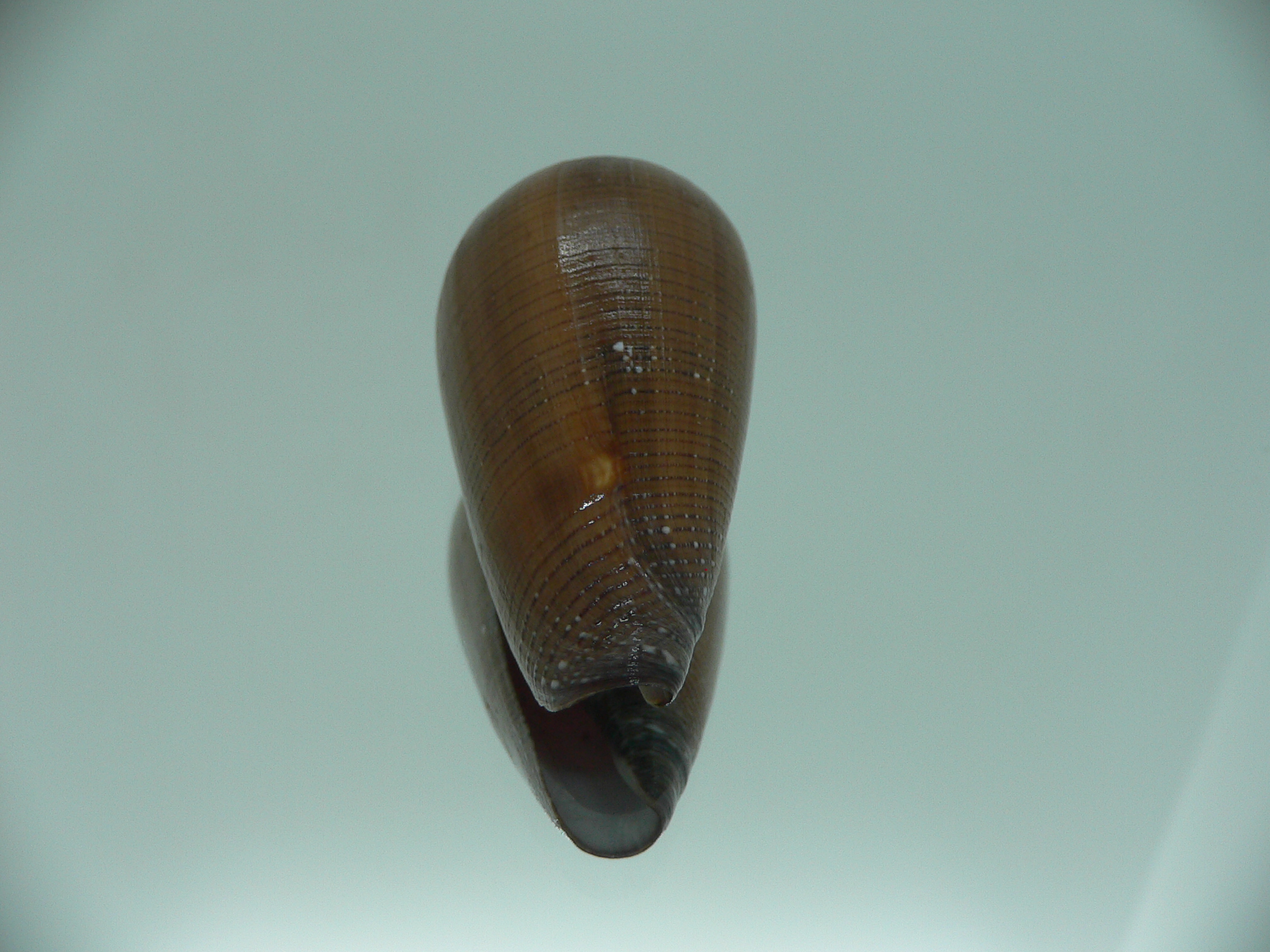 Conus pennaceus vezoi (var.) DARK