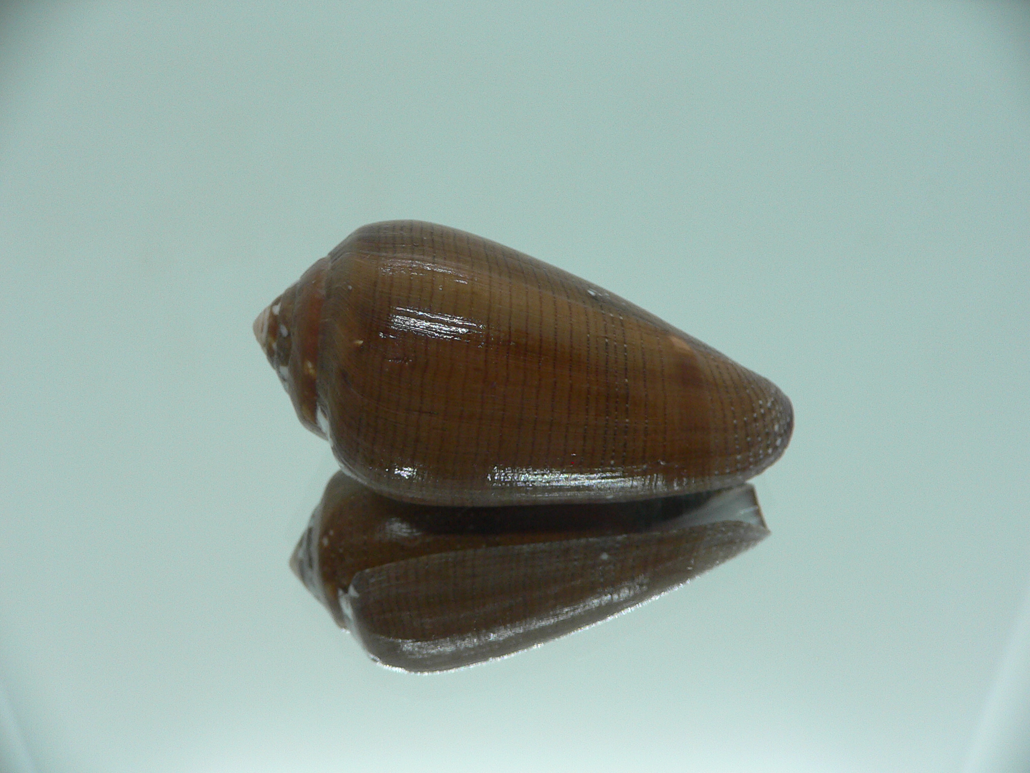Conus pennaceus vezoi (var.) DARK
