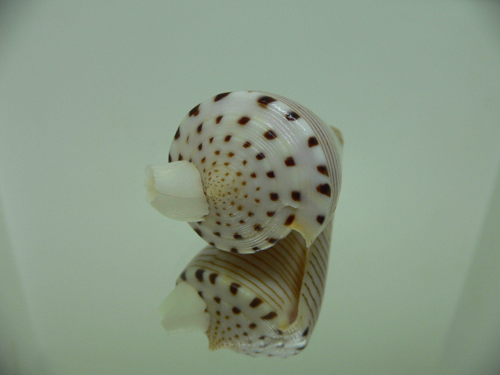 Conus hirasei FLOWER