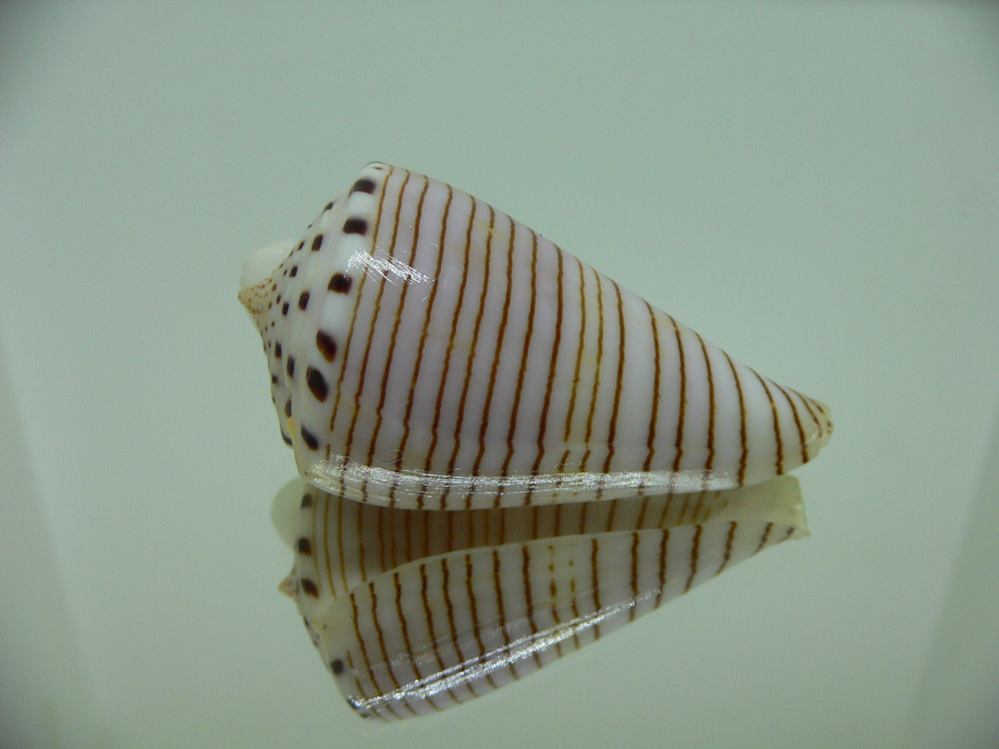 Conus hirasei FLOWER