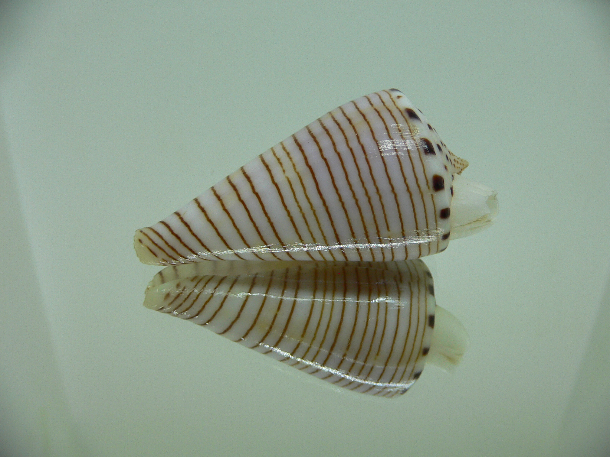 Conus hirasei FLOWER