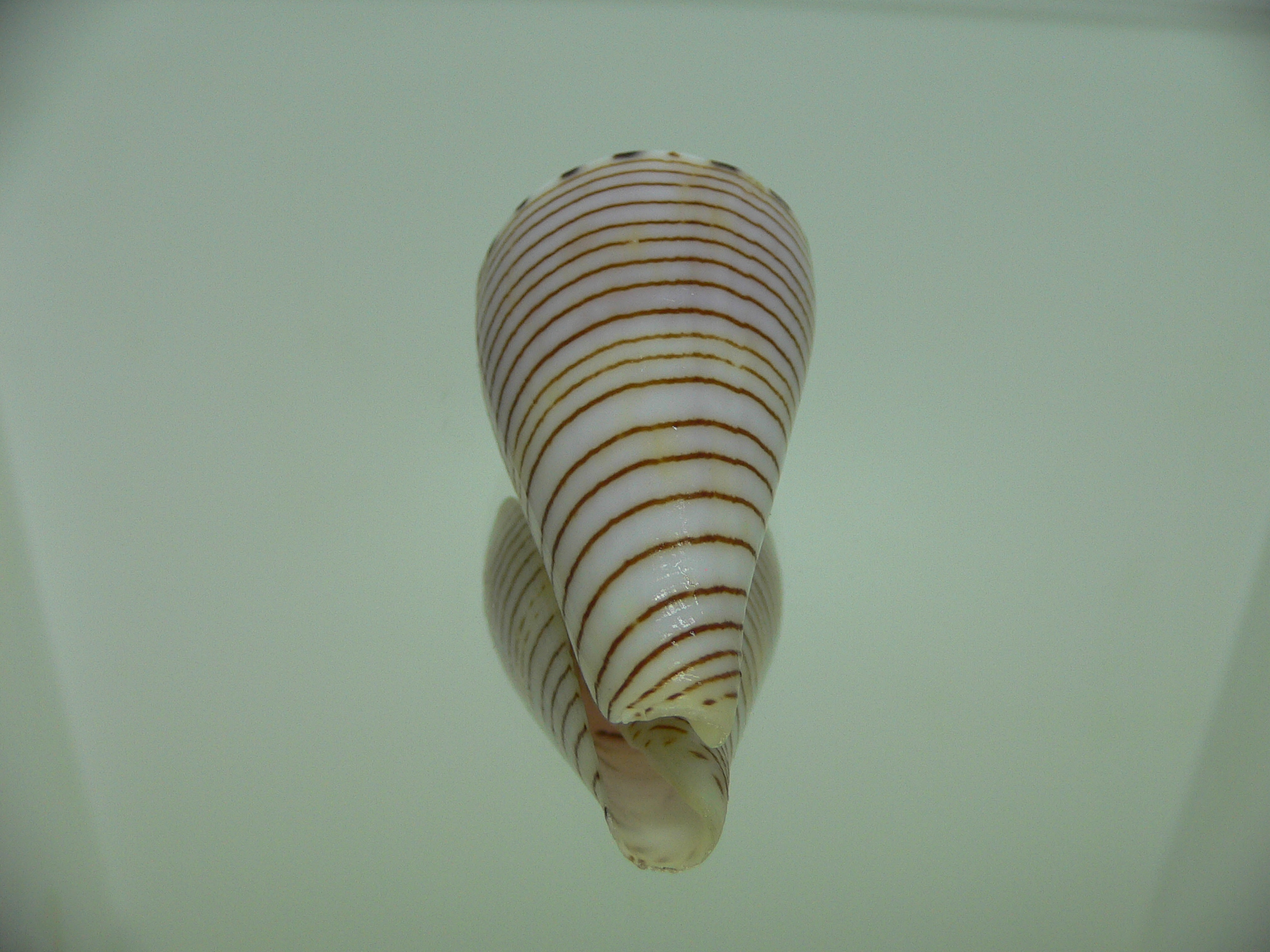 Conus hirasei FLOWER