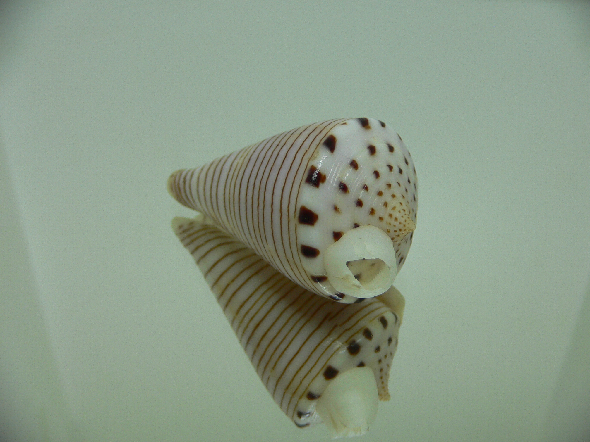 Conus hirasei FLOWER