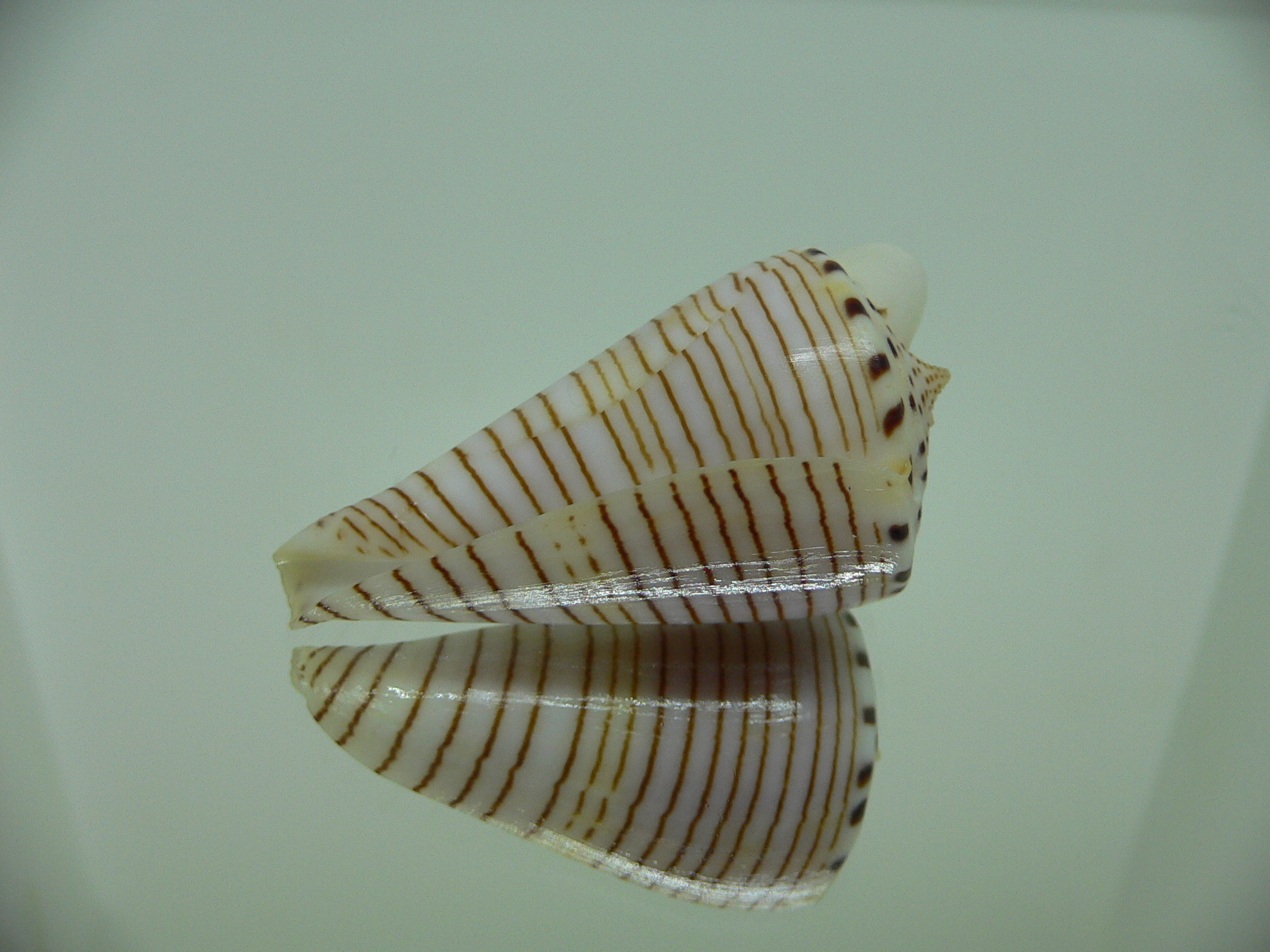 Conus hirasei FLOWER