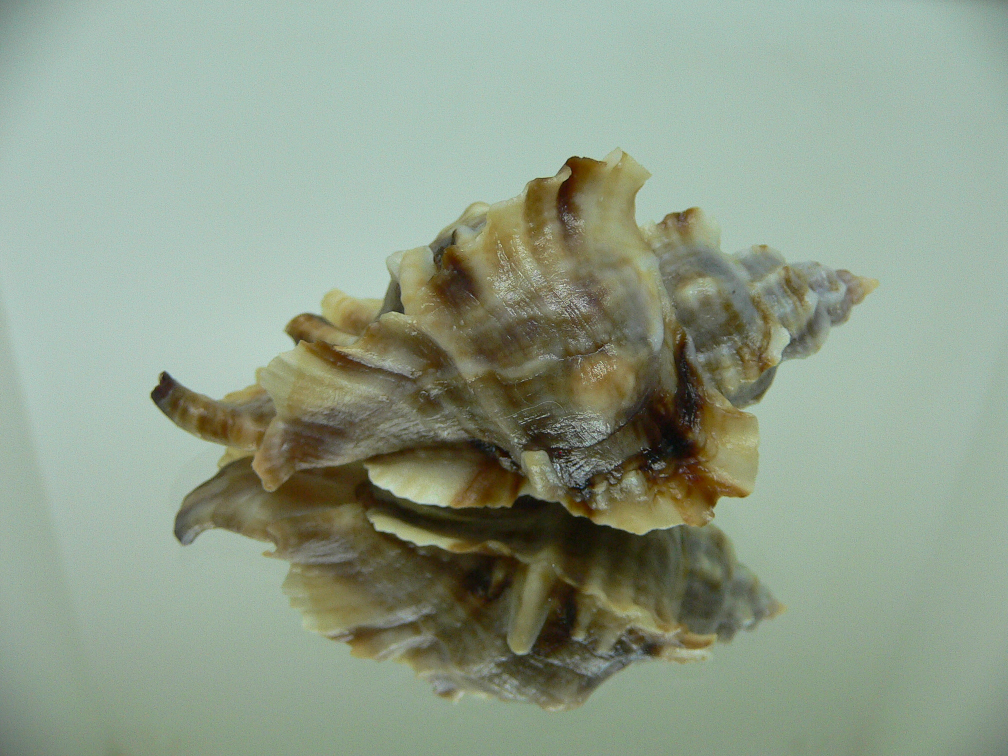 Ceratostoma burnetti coreanica (var.) TROPHY 5