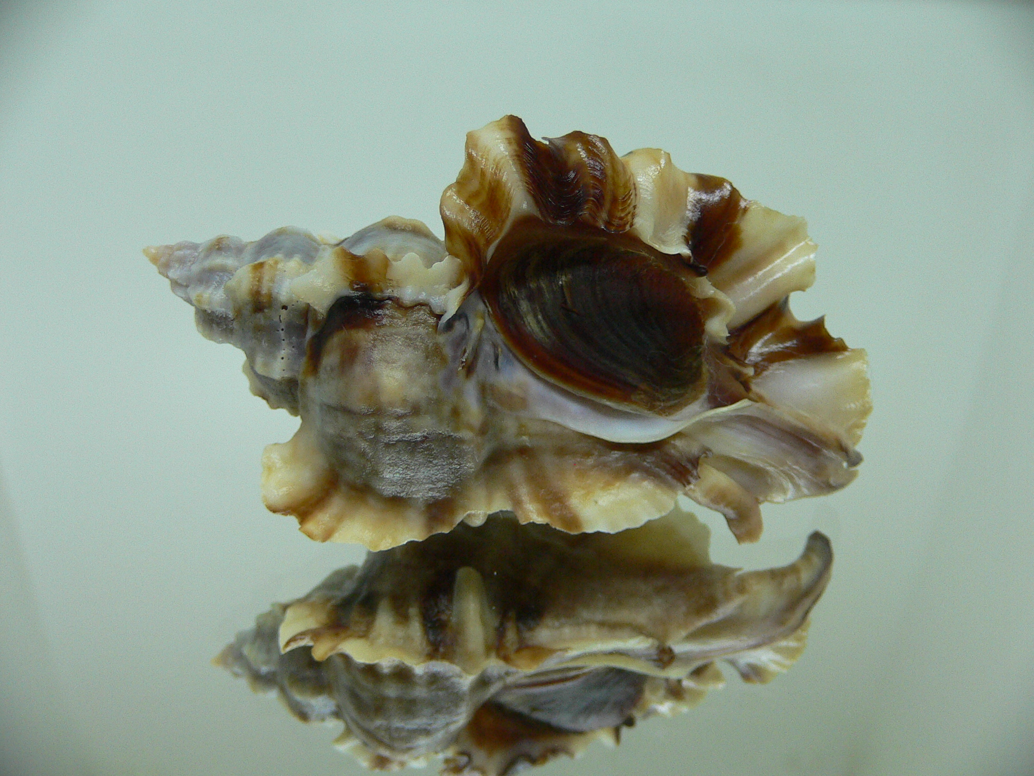 Ceratostoma burnetti coreanica (var.) TROPHY 5