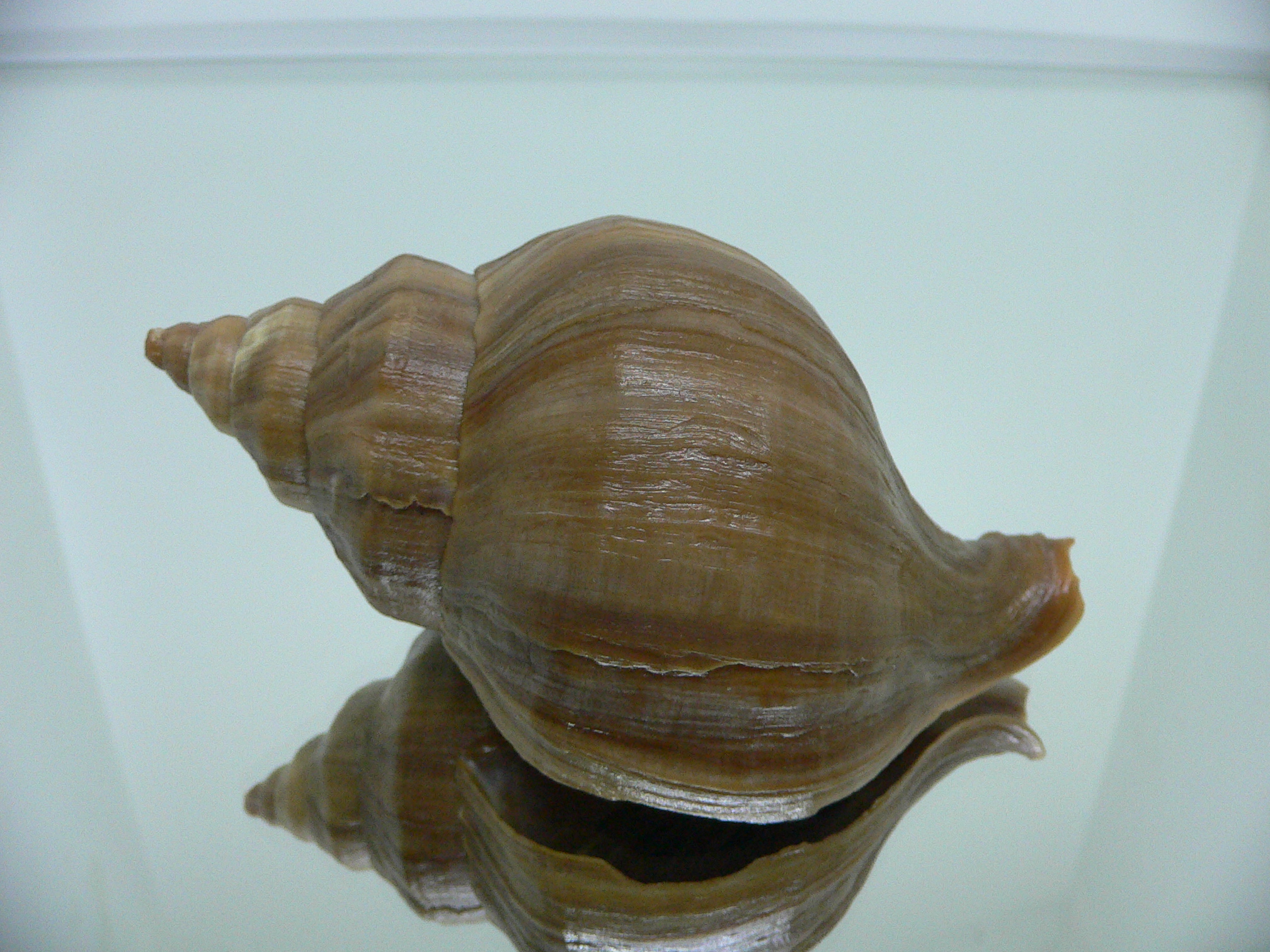 Neptunea cuspidis WIDE