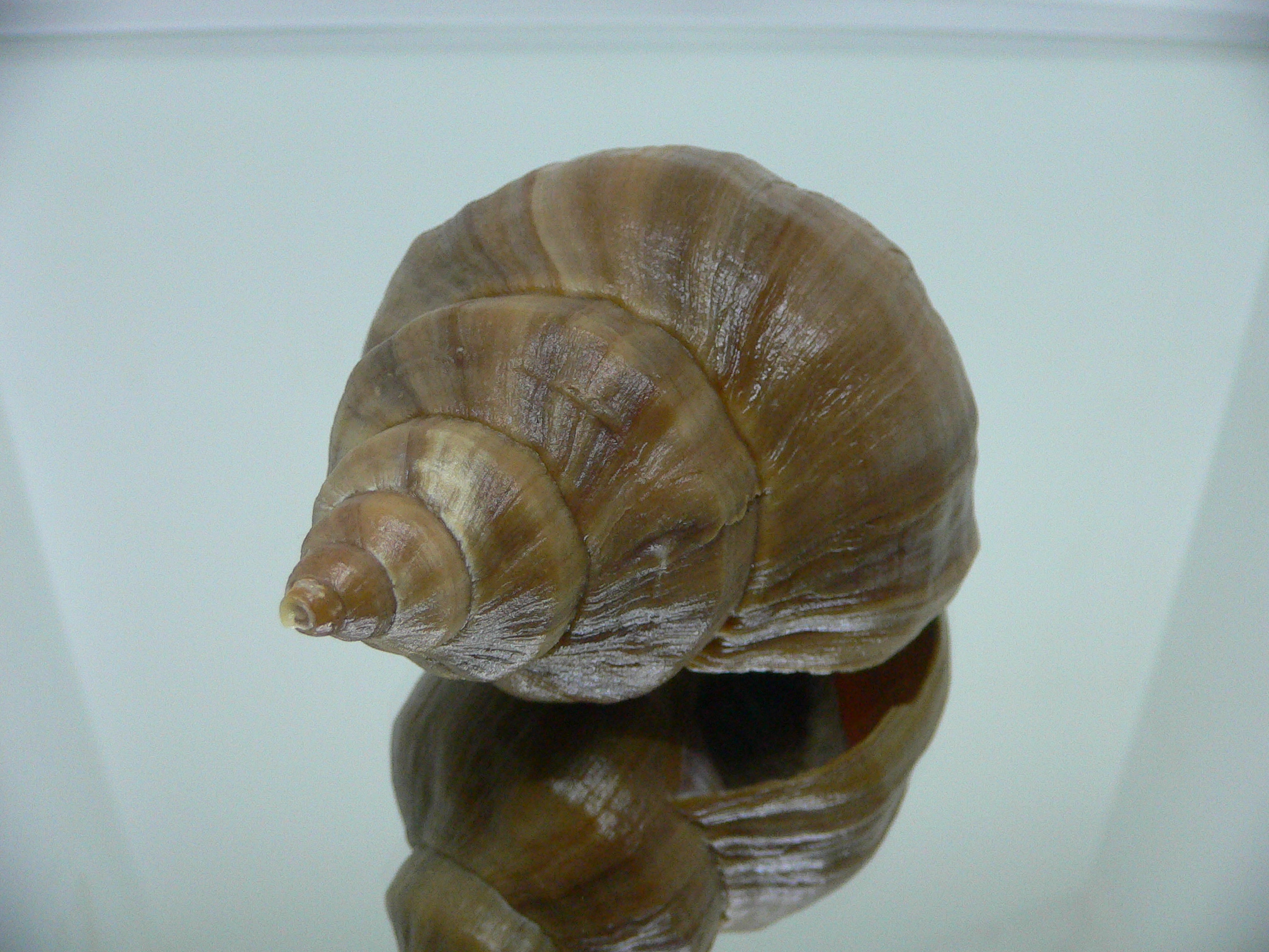 Neptunea cuspidis WIDE