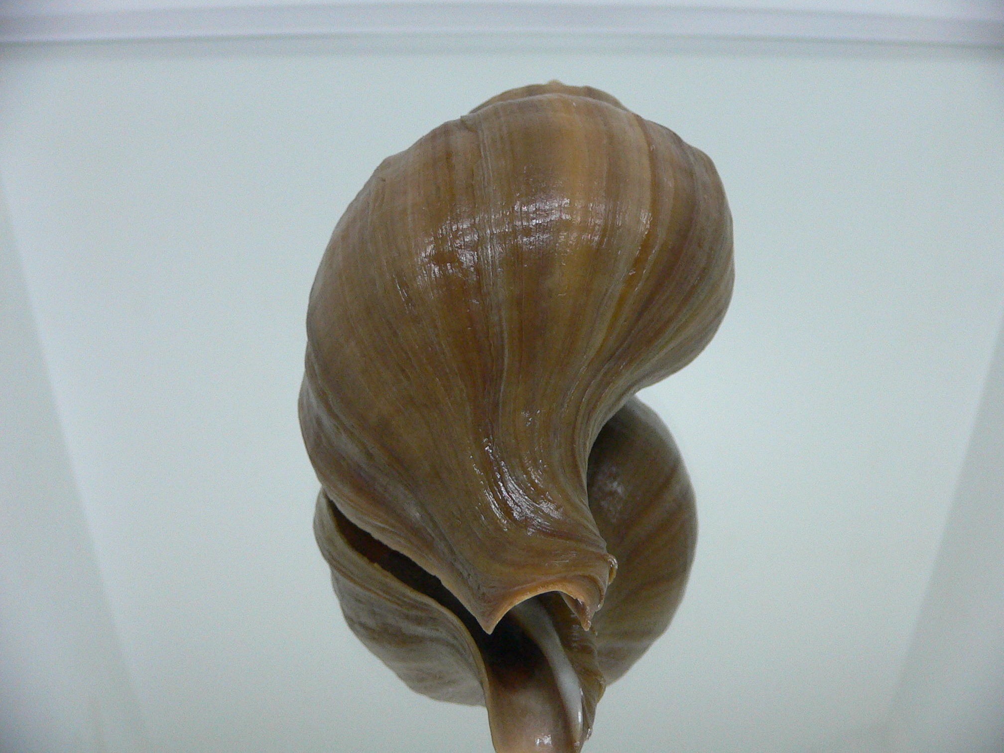 Neptunea cuspidis WIDE