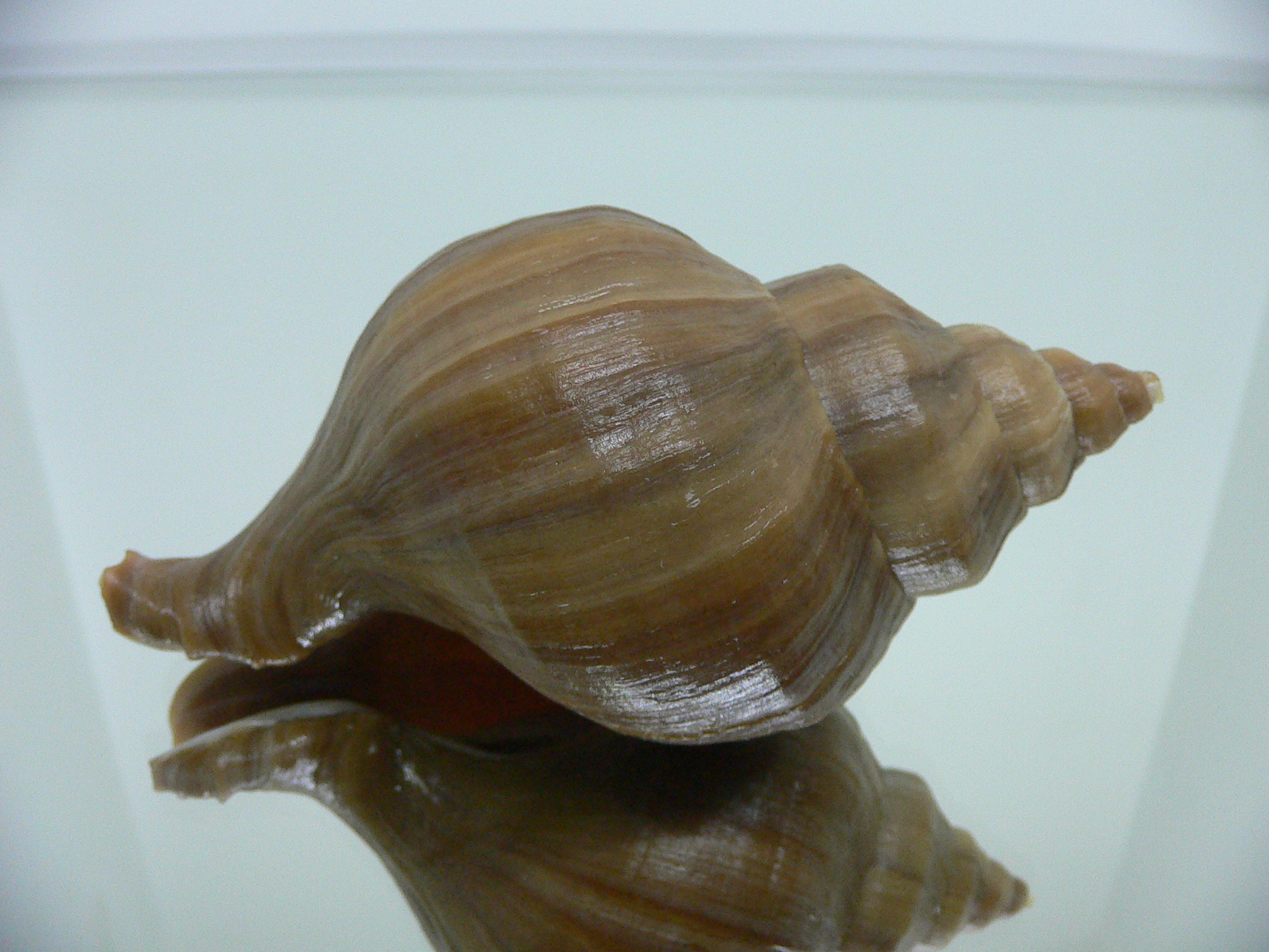 Neptunea cuspidis WIDE