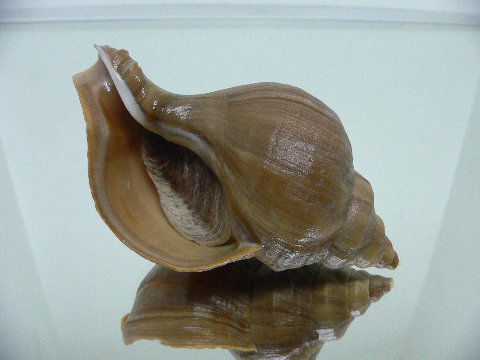 Neptunea cuspidis WIDE