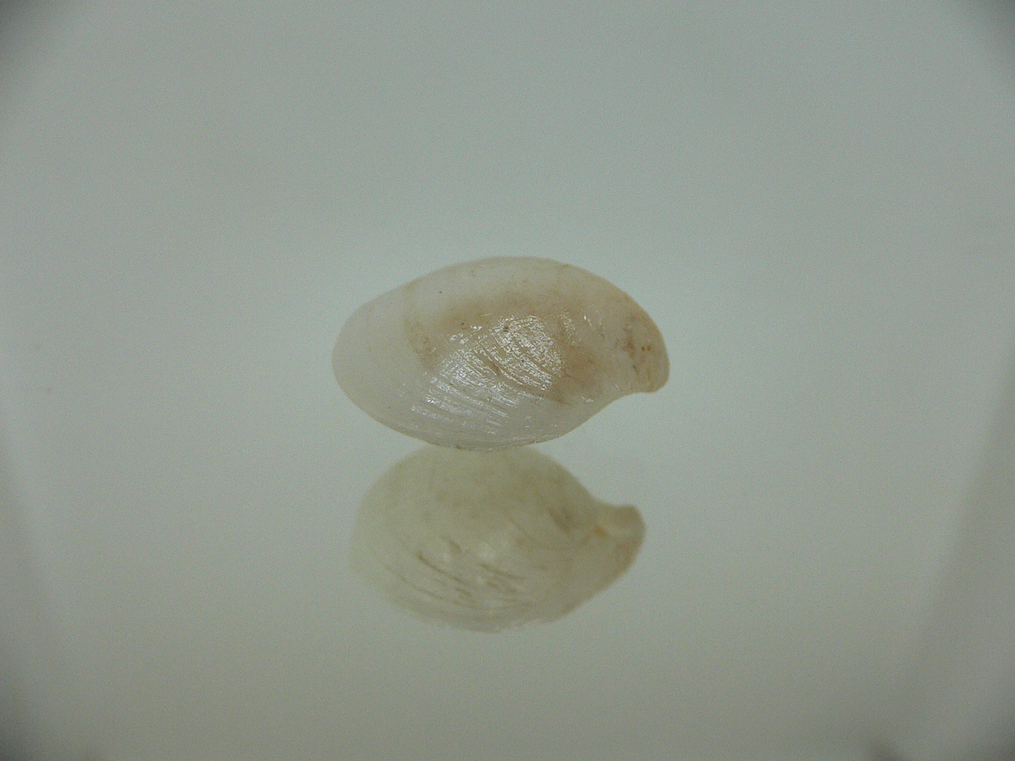 Campages Sp. RARE & IDEAL