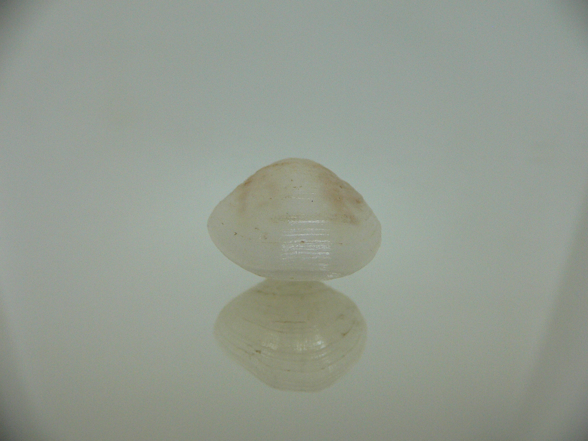 Campages Sp. RARE & IDEAL