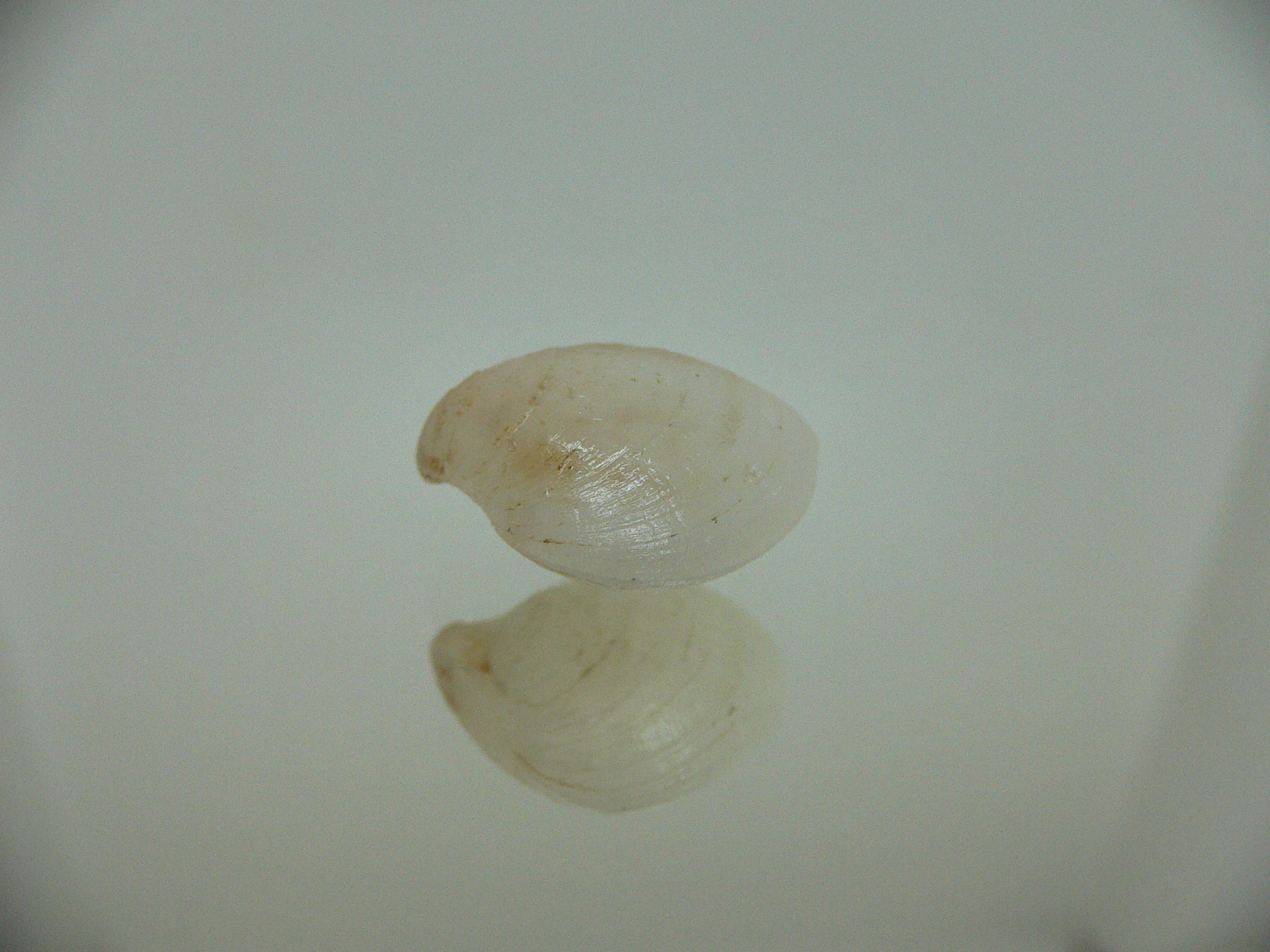 Campages Sp. RARE & IDEAL