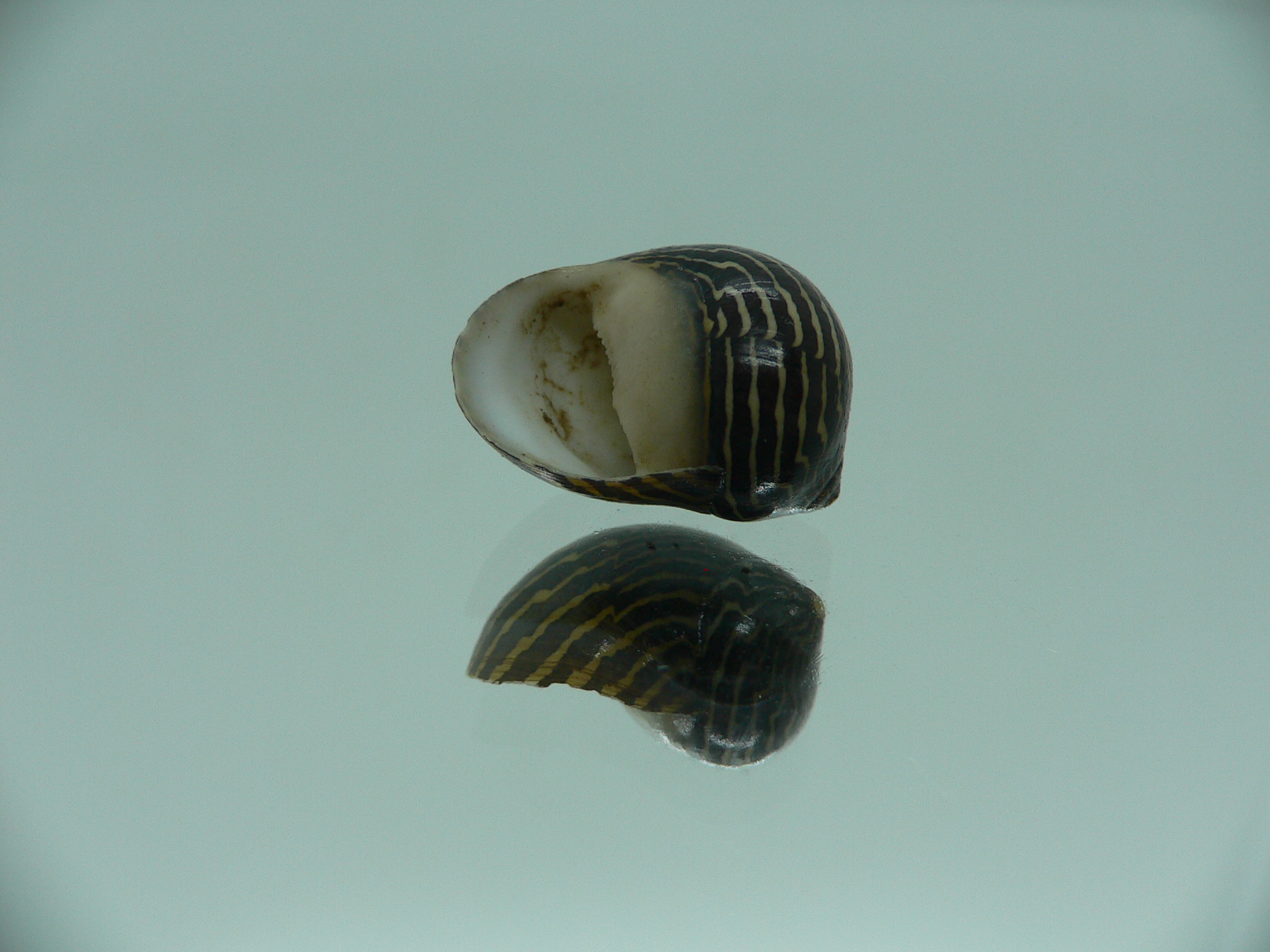 Neritina parallela STRIPES