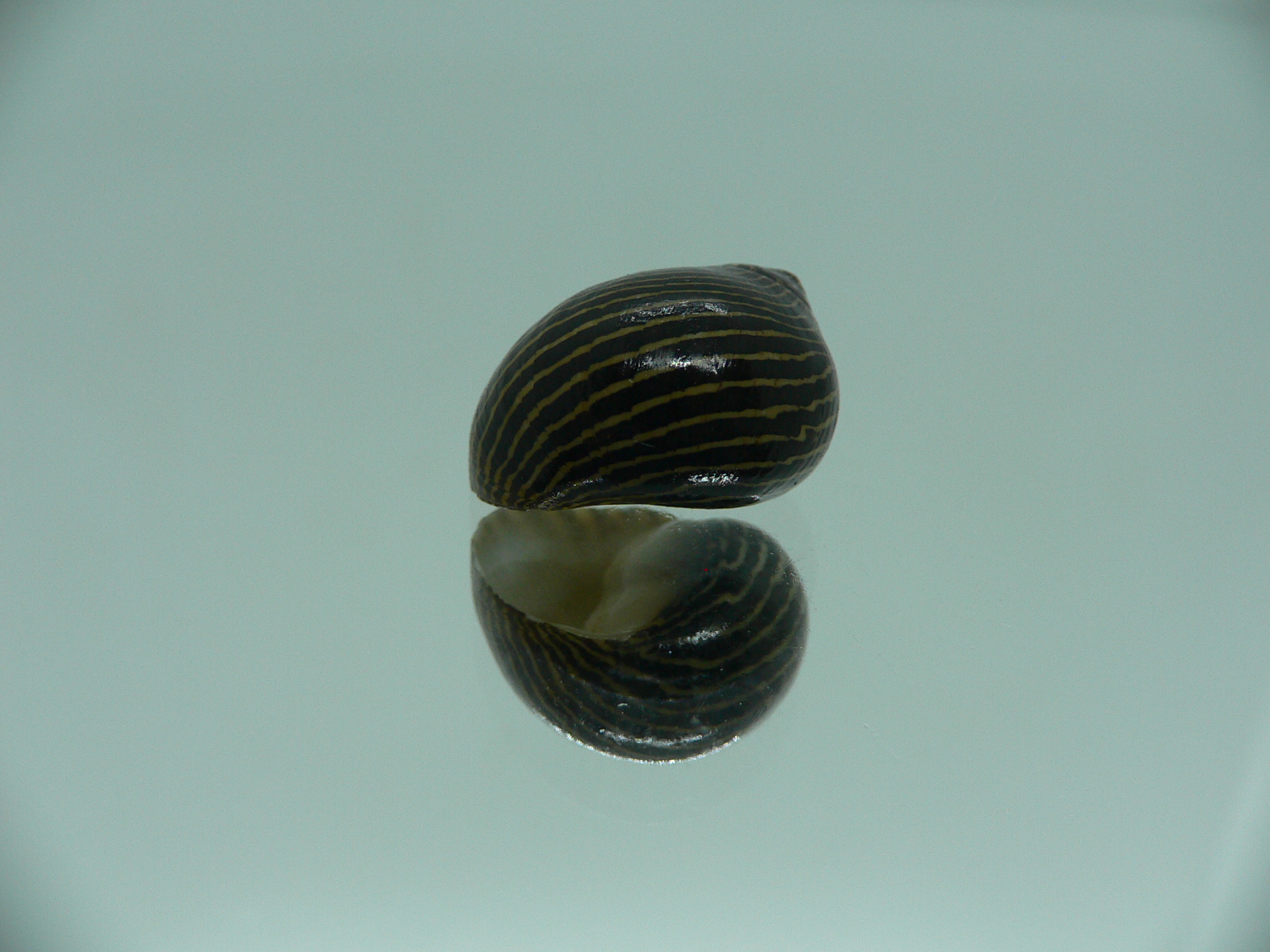 Neritina parallela STRIPES