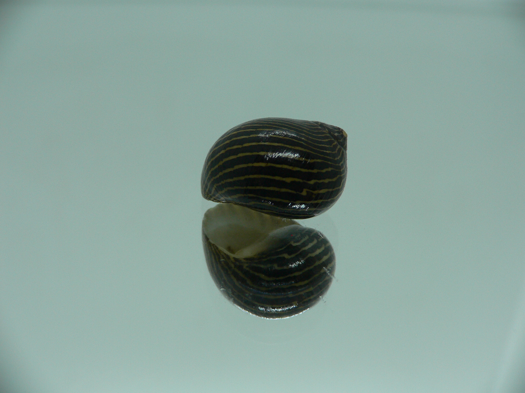 Neritina parallela STRIPES