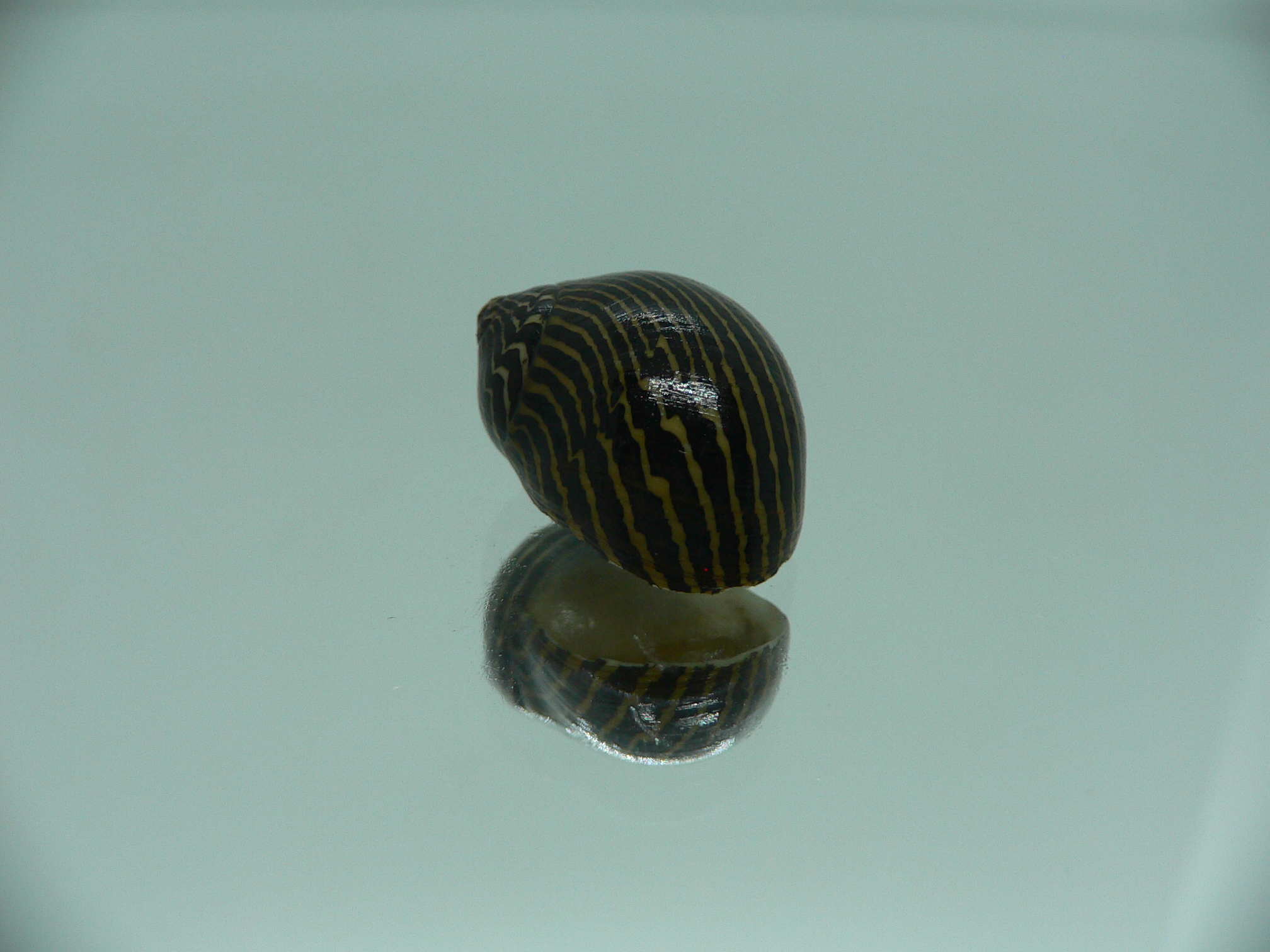 Neritina parallela STRIPES