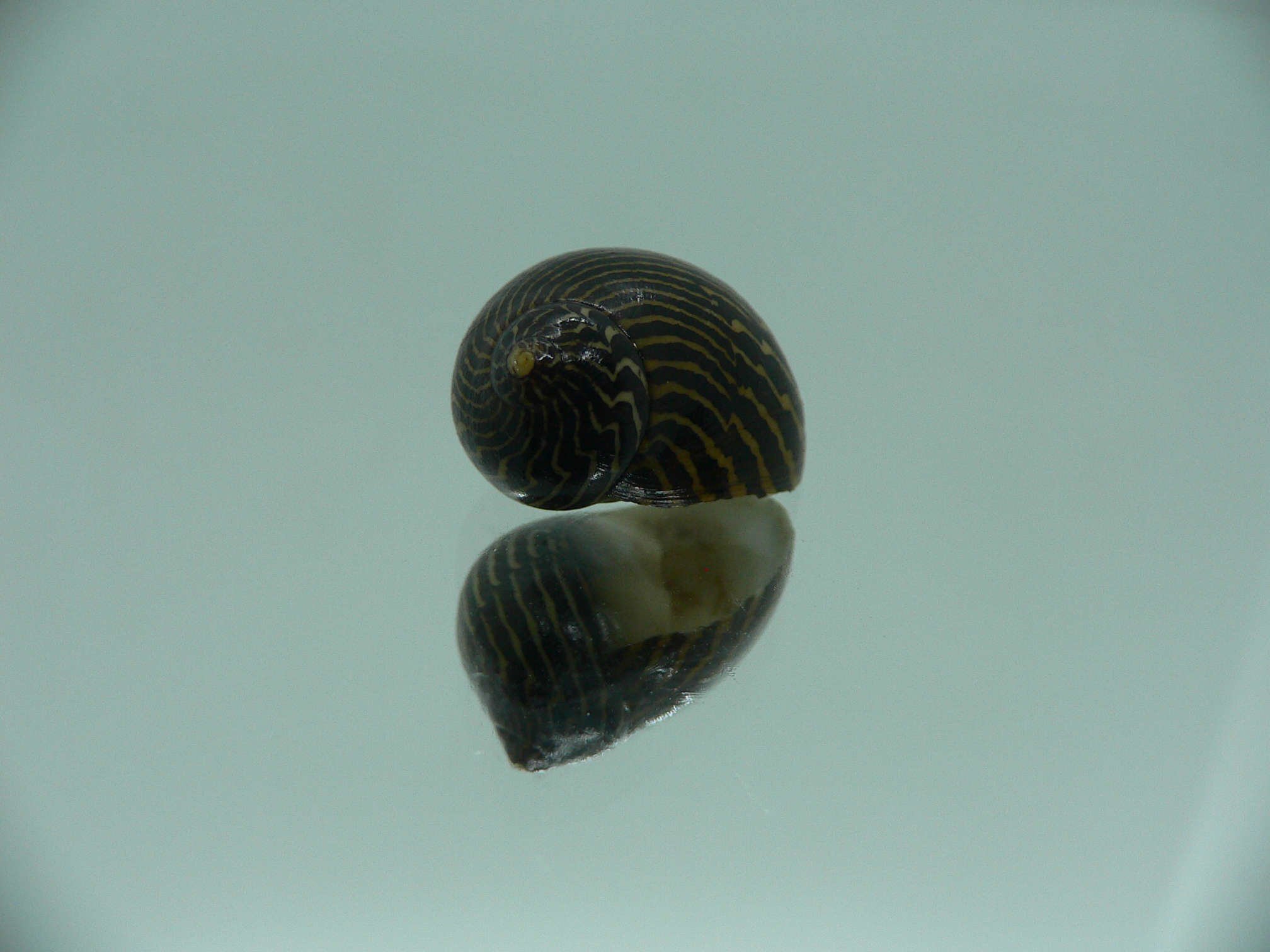 Neritina parallela STRIPES