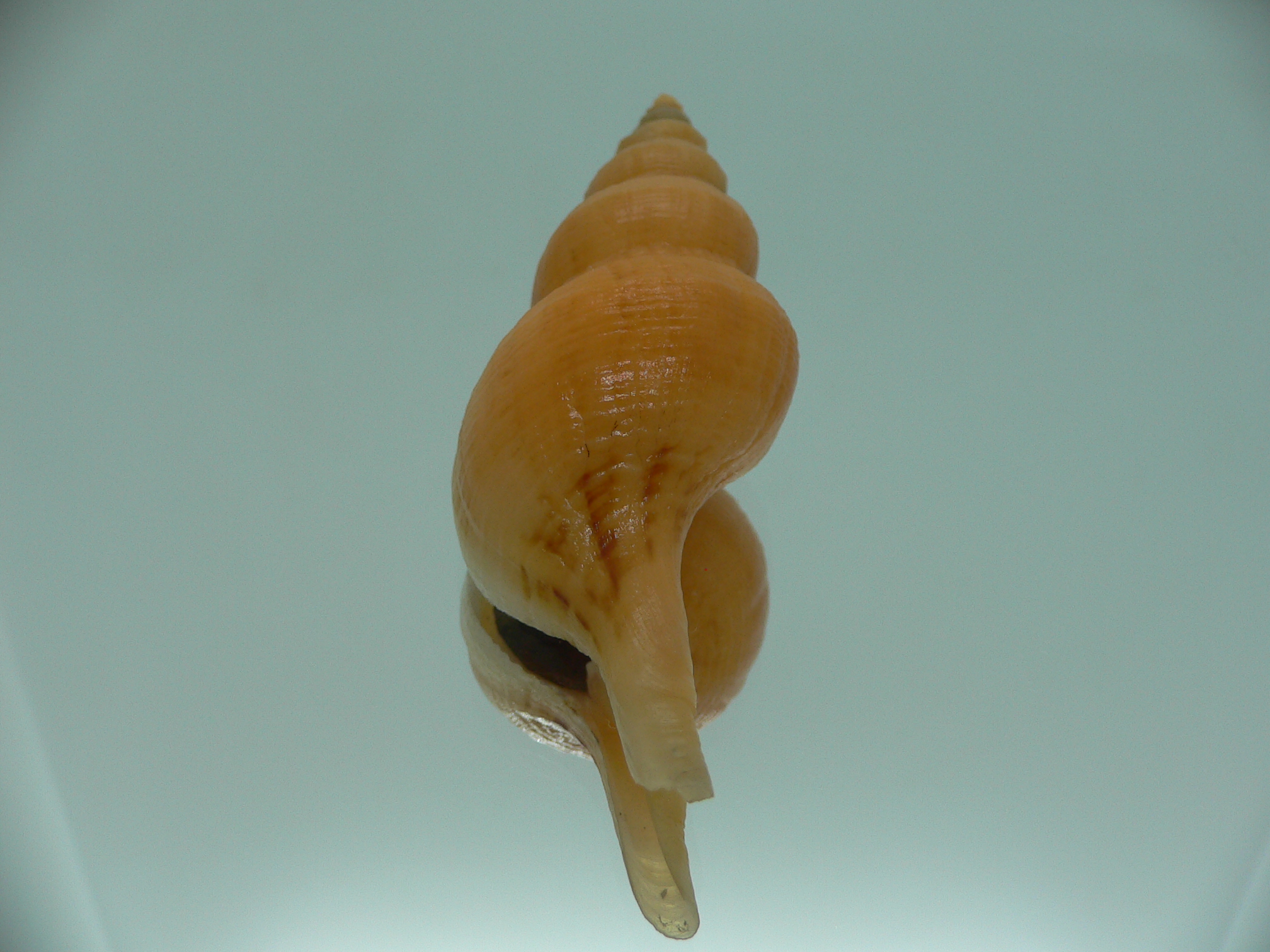 Siphonofusus lubricus WIDE & BIG