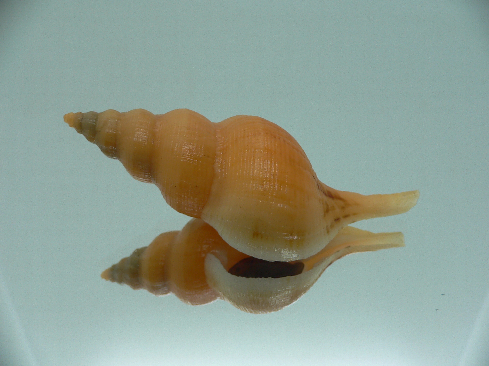 Siphonofusus lubricus WIDE & BIG