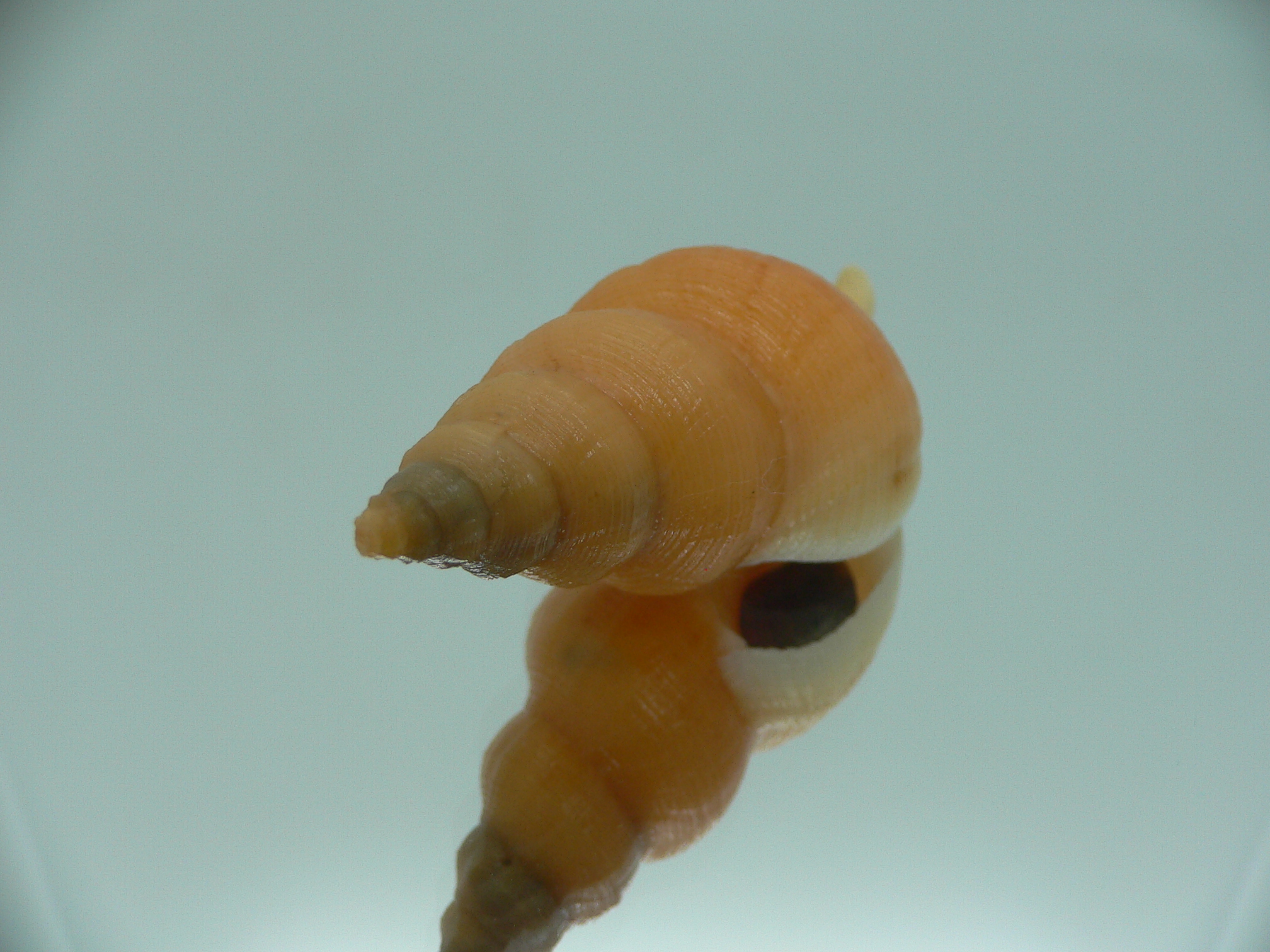 Siphonofusus lubricus WIDE & BIG