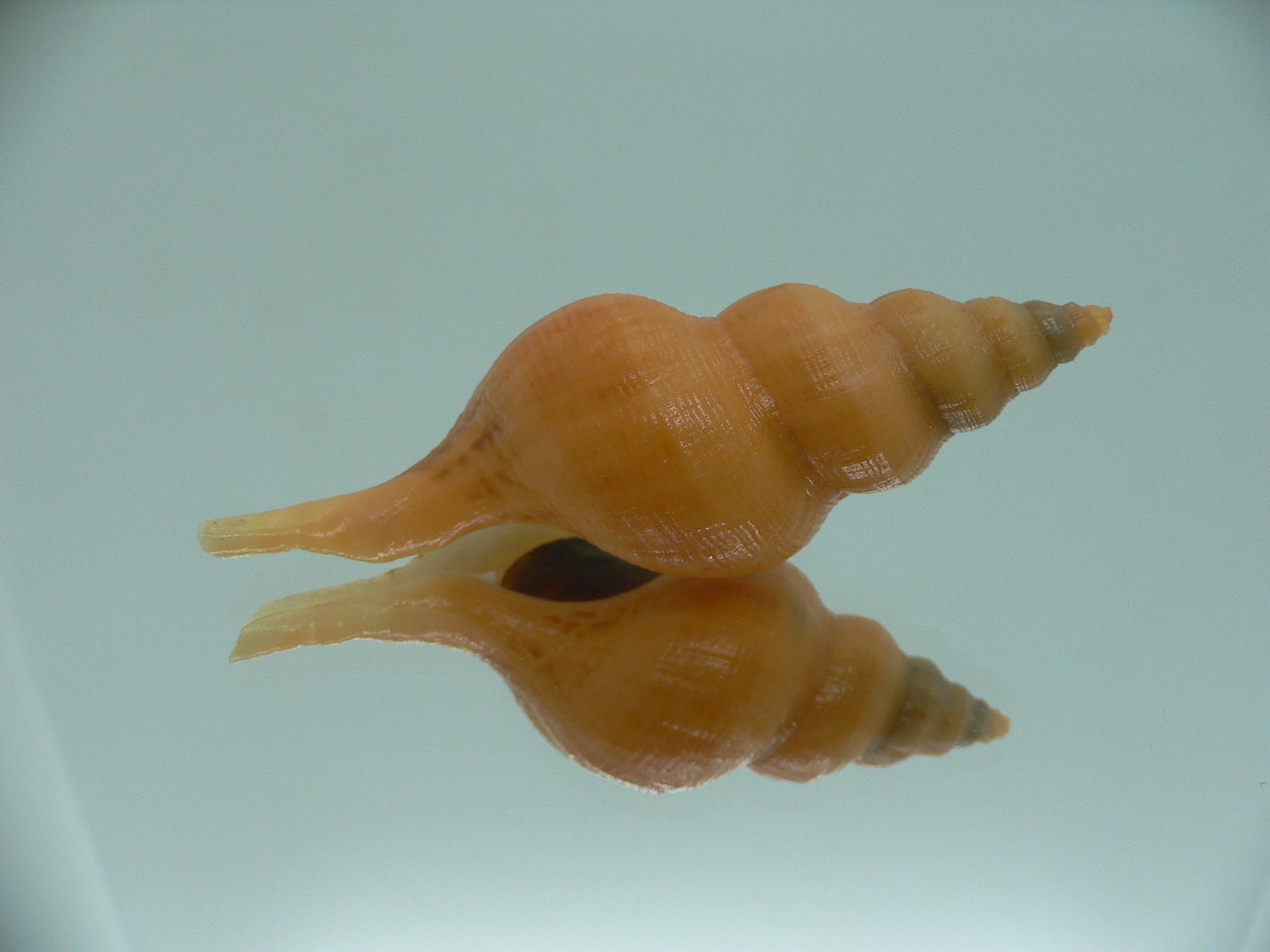 Siphonofusus lubricus WIDE & BIG