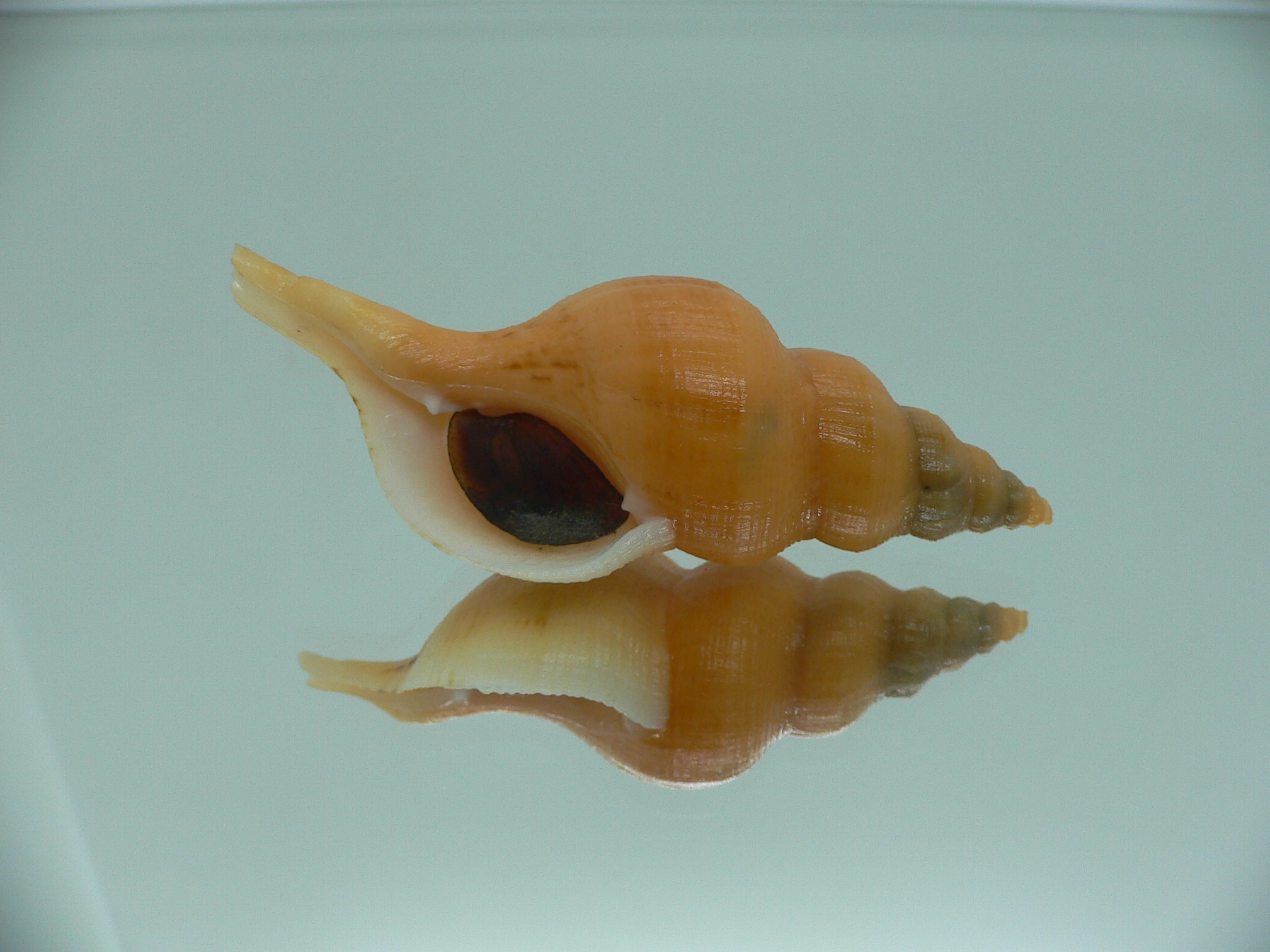 Siphonofusus lubricus WIDE & BIG
