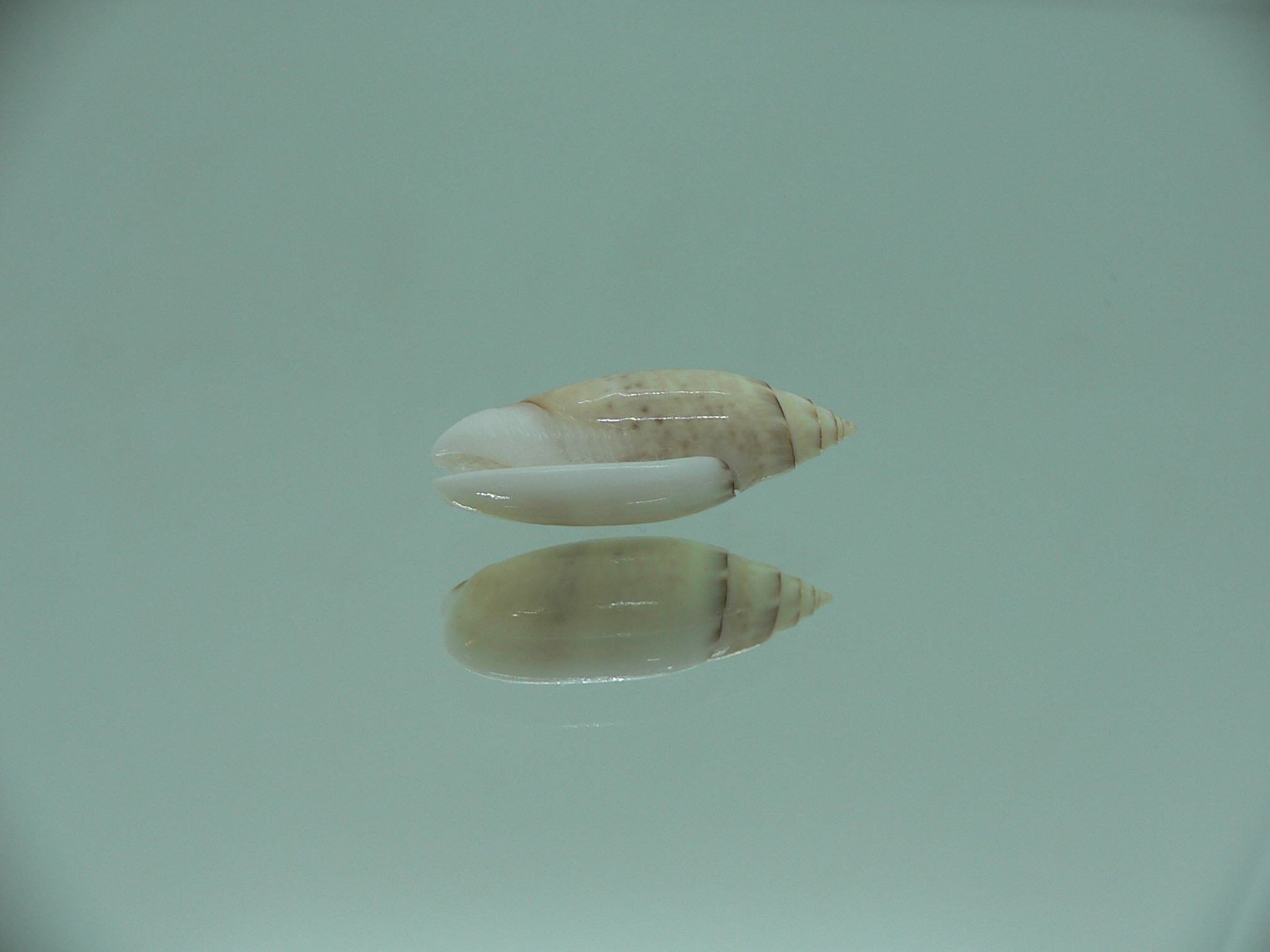 Oliva (Acutoliva) australis 1