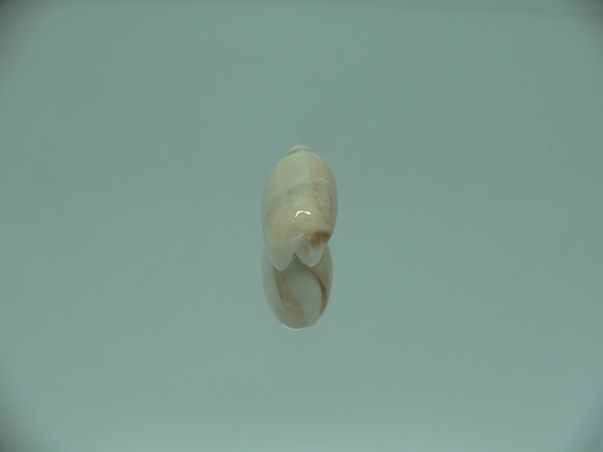 Oliva (Acutoliva) australis 1