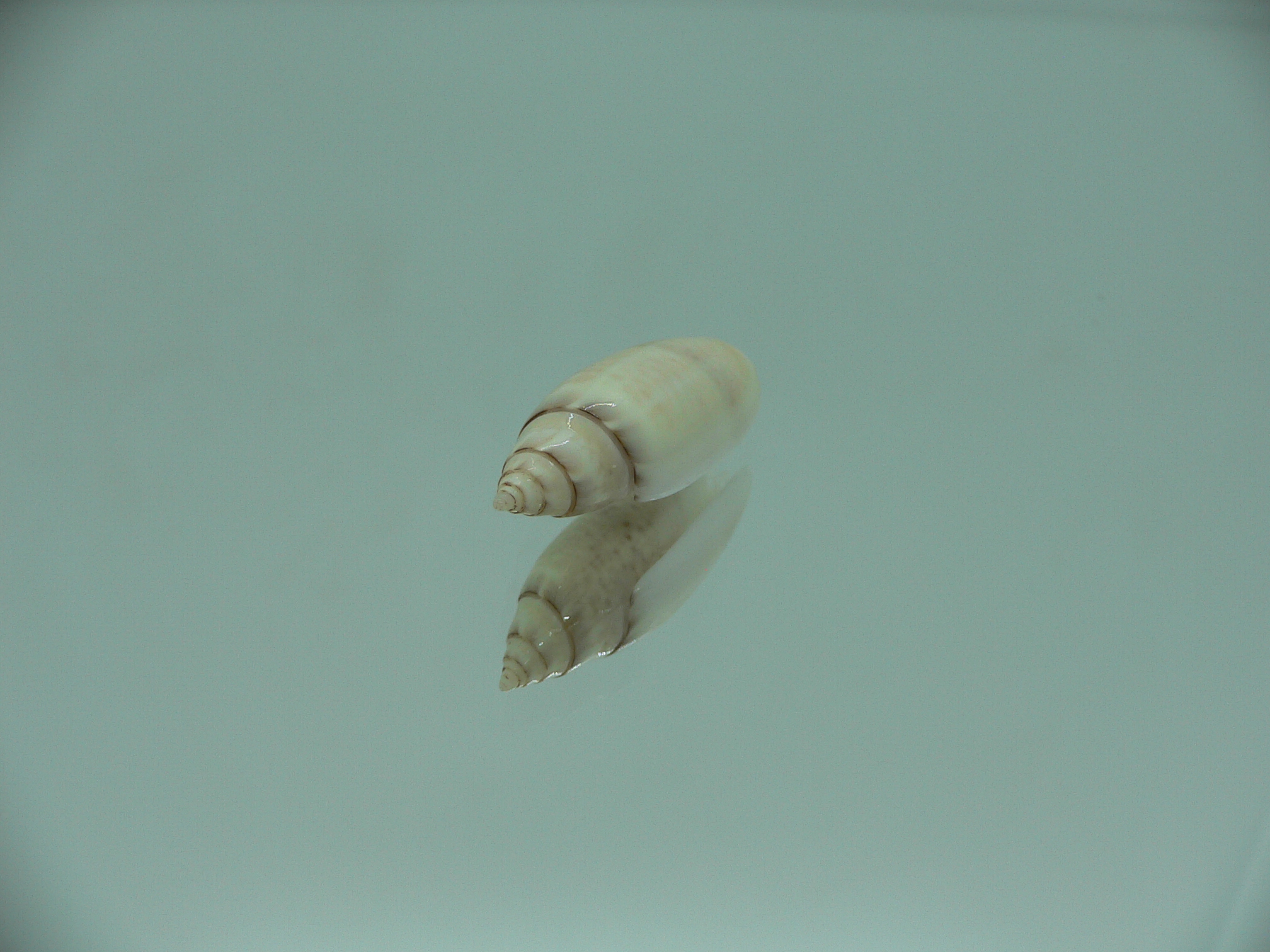 Oliva (Acutoliva) australis 1