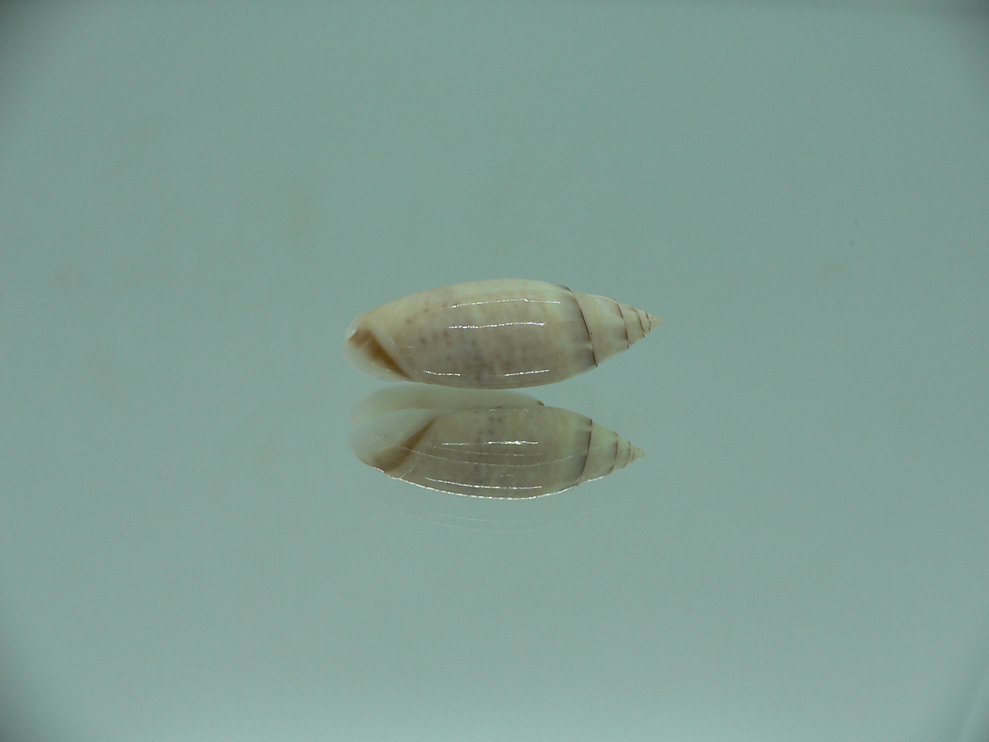 Oliva (Acutoliva) australis 1
