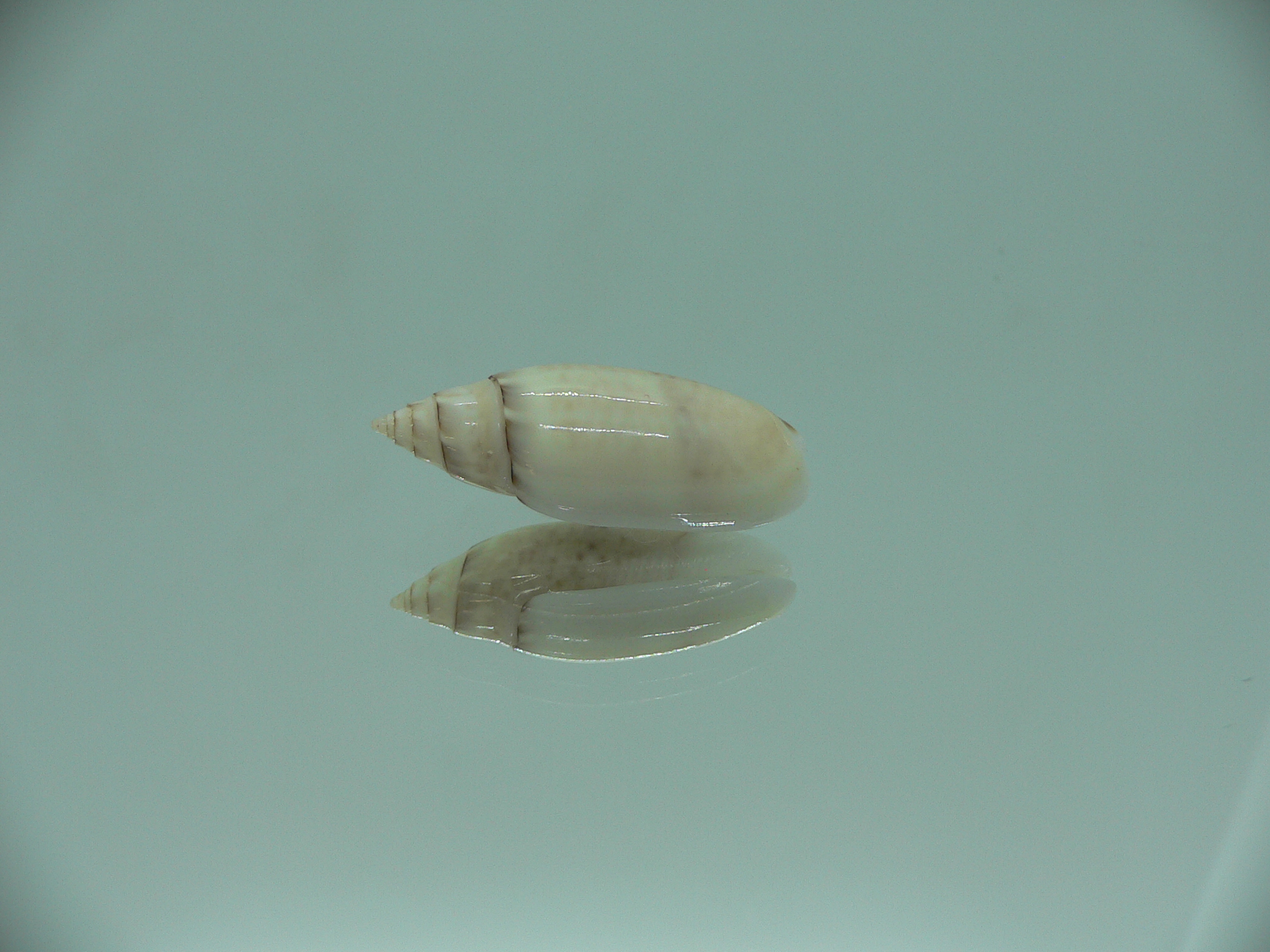 Oliva (Acutoliva) australis 1