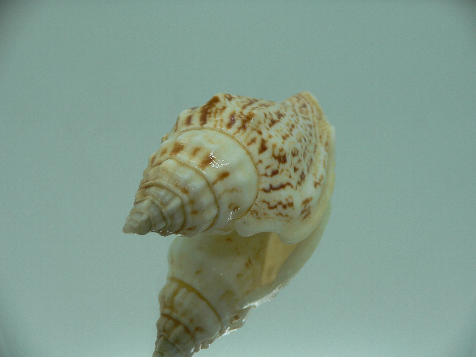 Ministrombus variabilis SUPER COLORING