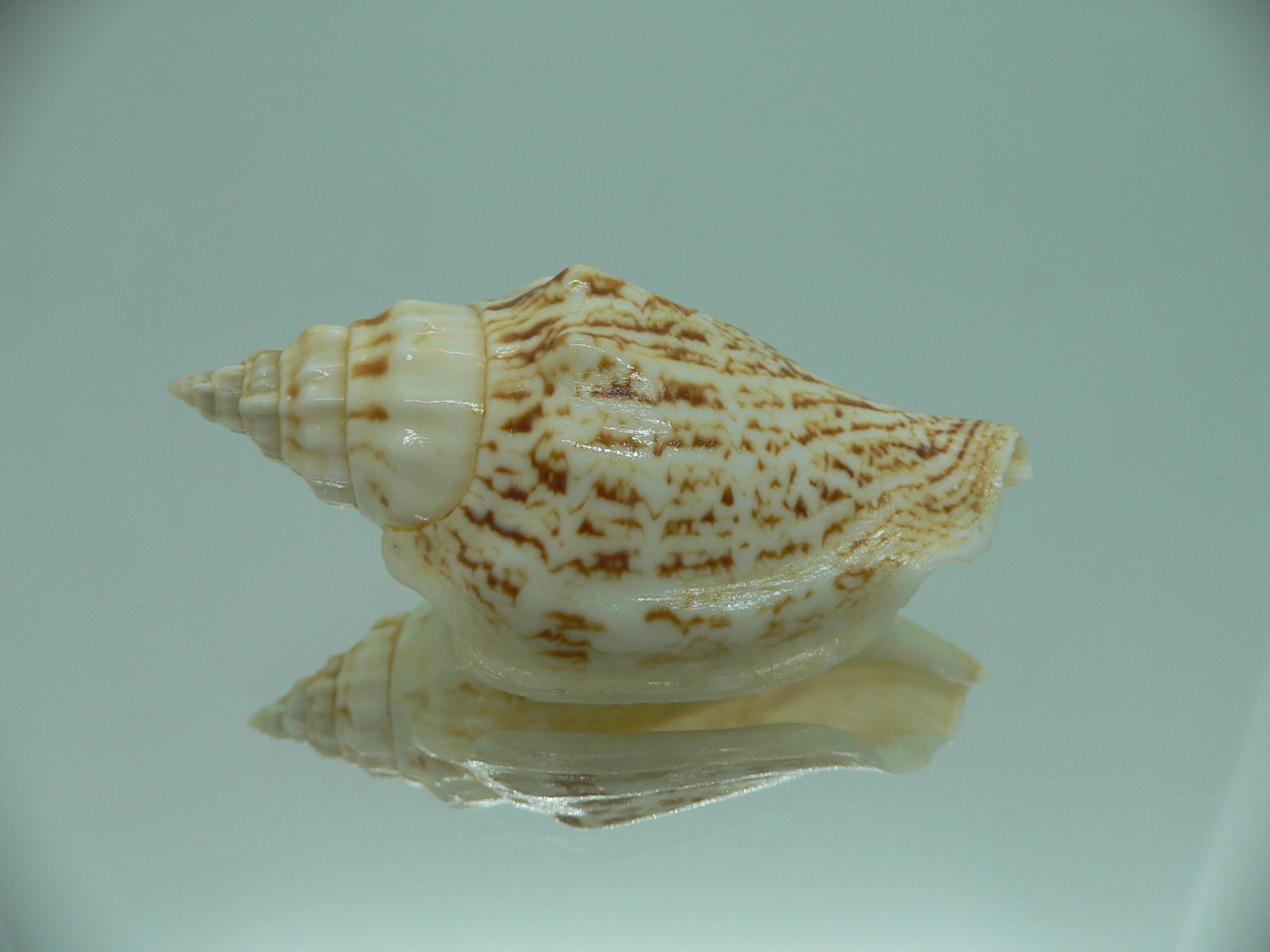 Ministrombus variabilis SUPER COLORING