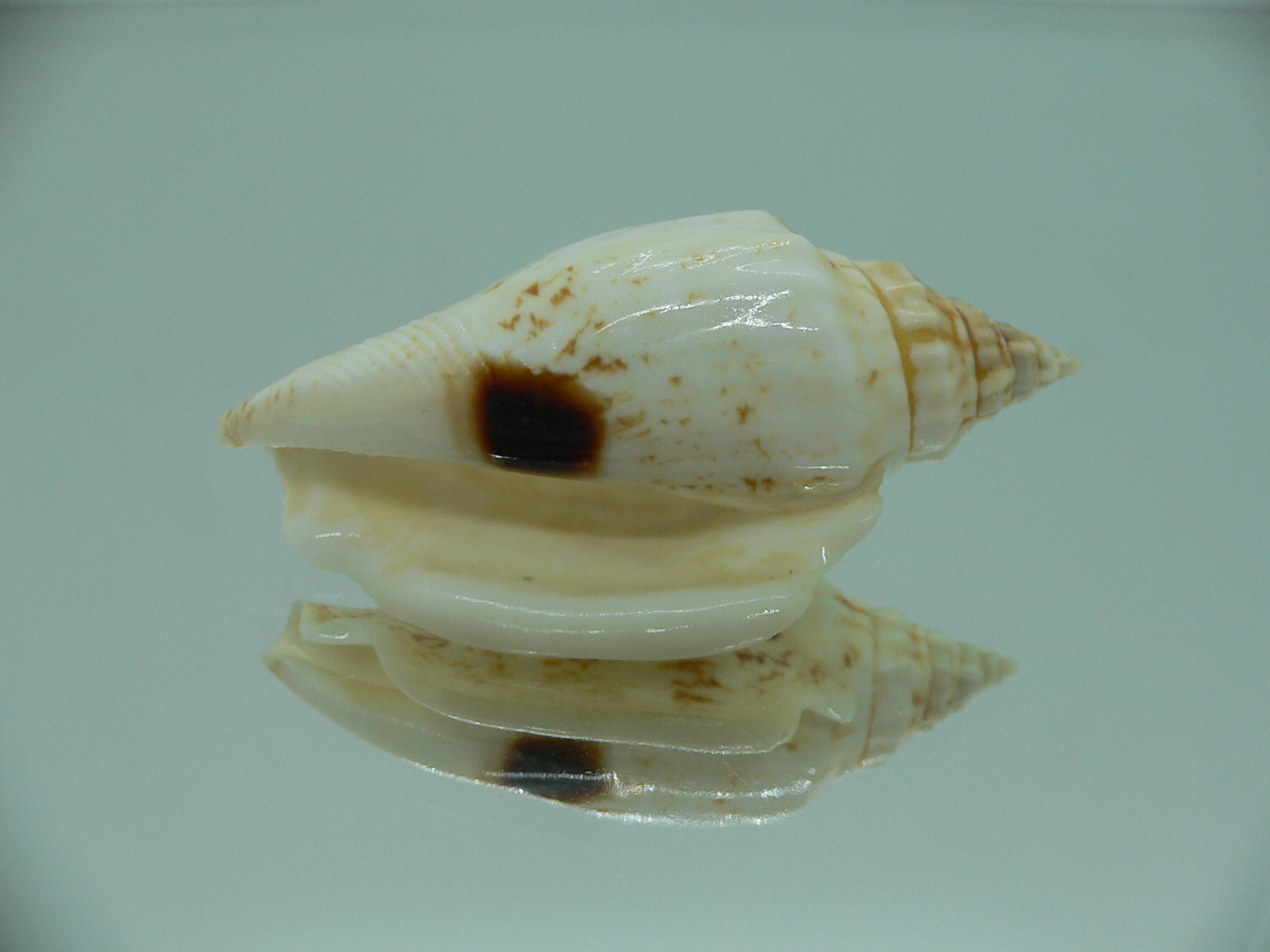 Ministrombus variabilis SUPER COLORING