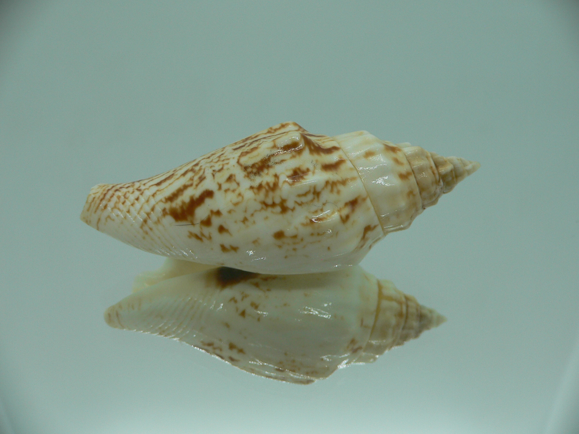 Ministrombus variabilis SUPER COLORING